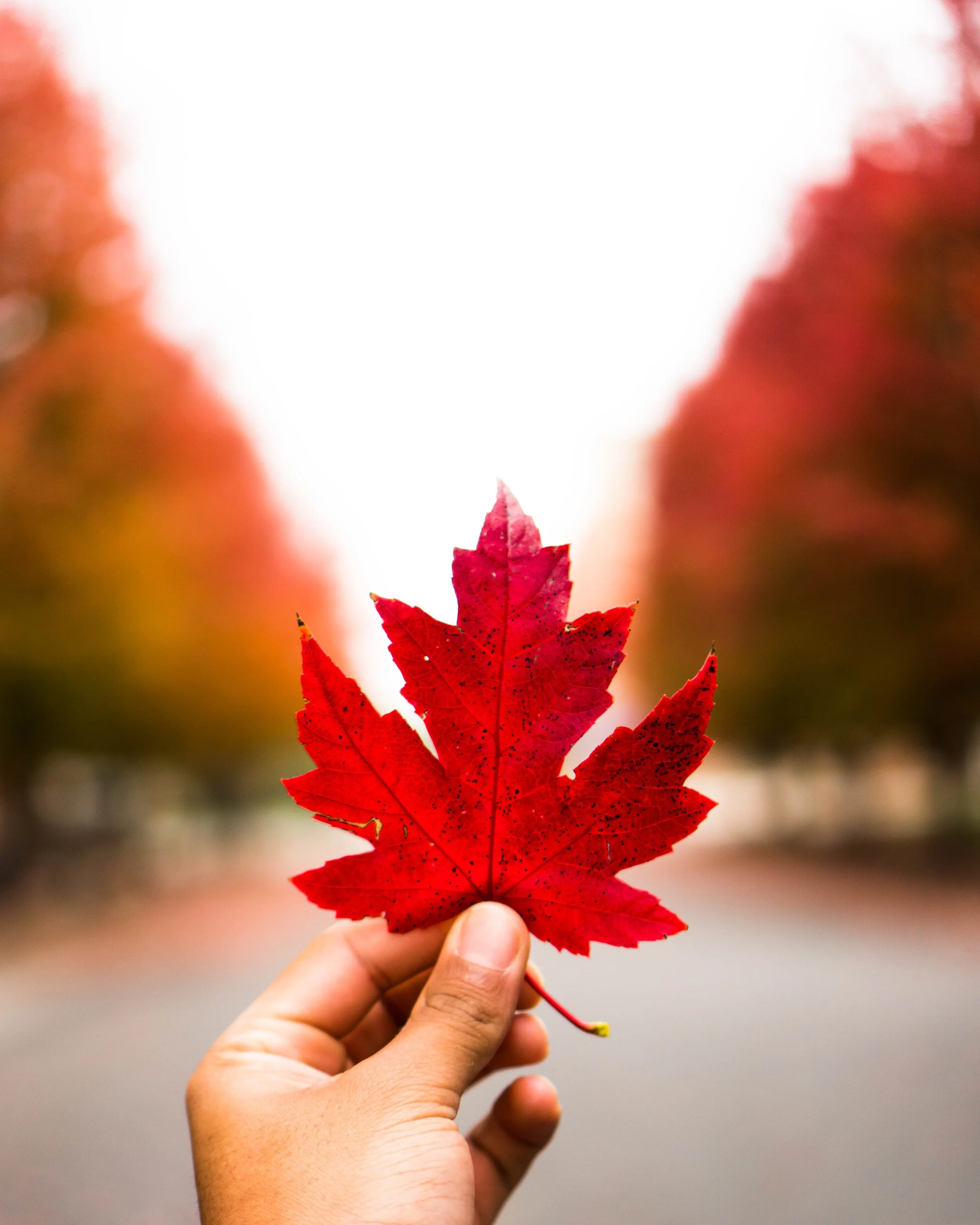 Quiet Corners of Autumn: Where to See the Leaves Without the Lines