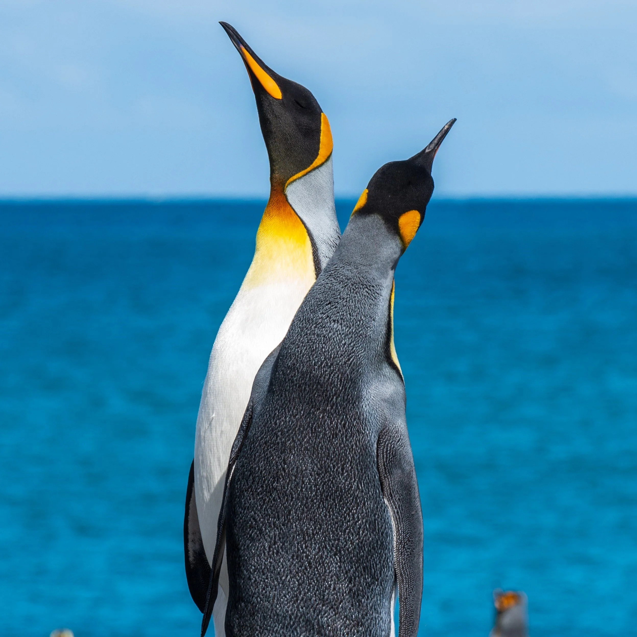 17. Antarctica.jpg