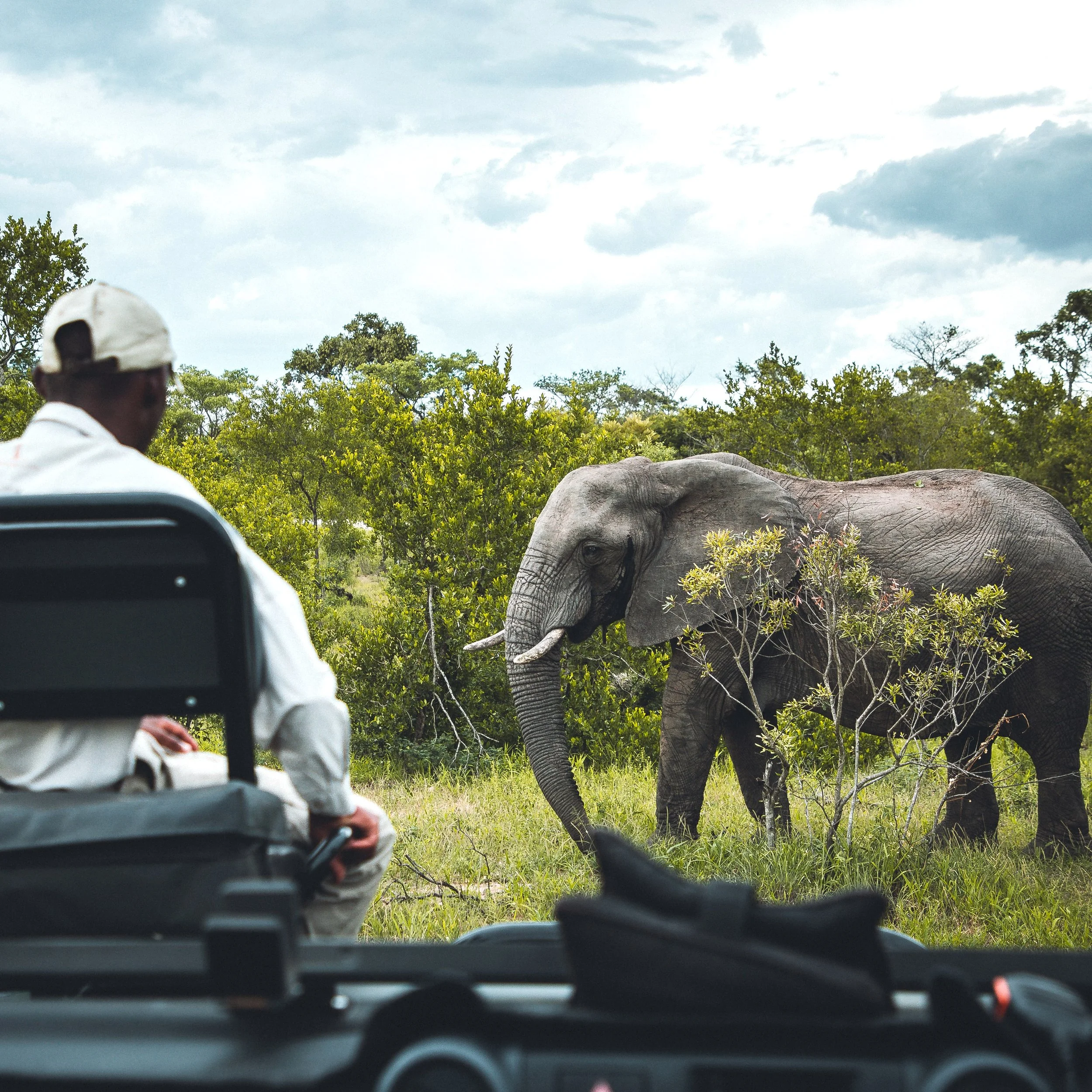 15. Safari.jpg