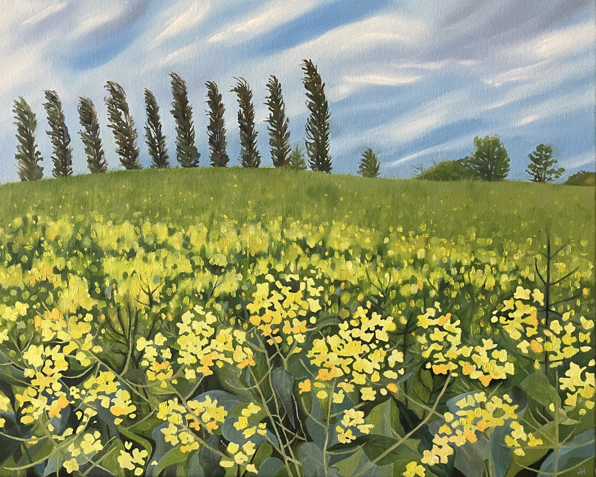 Maisemore Rapeseed    Oil on deep canvas  50cm x 40cm  £500