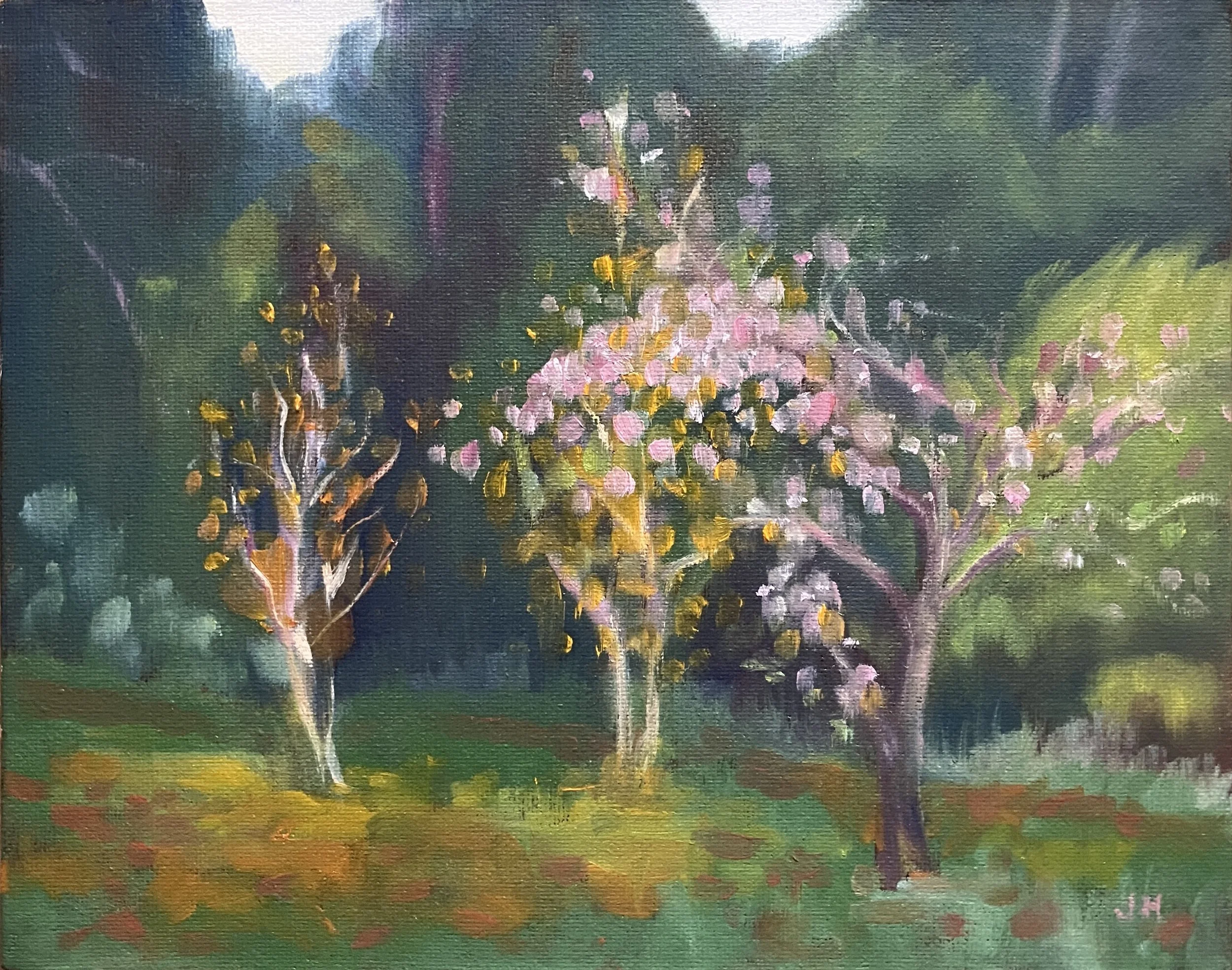 Winter Flowering Cherry, Stratford Park oil on canvas board 10" x 8"  in white wood frame £170
