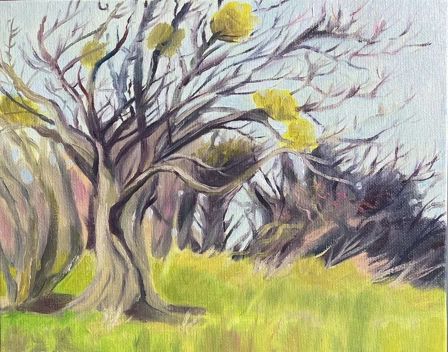 Windswept   10" x 8"  unframed. Oil on canvas board