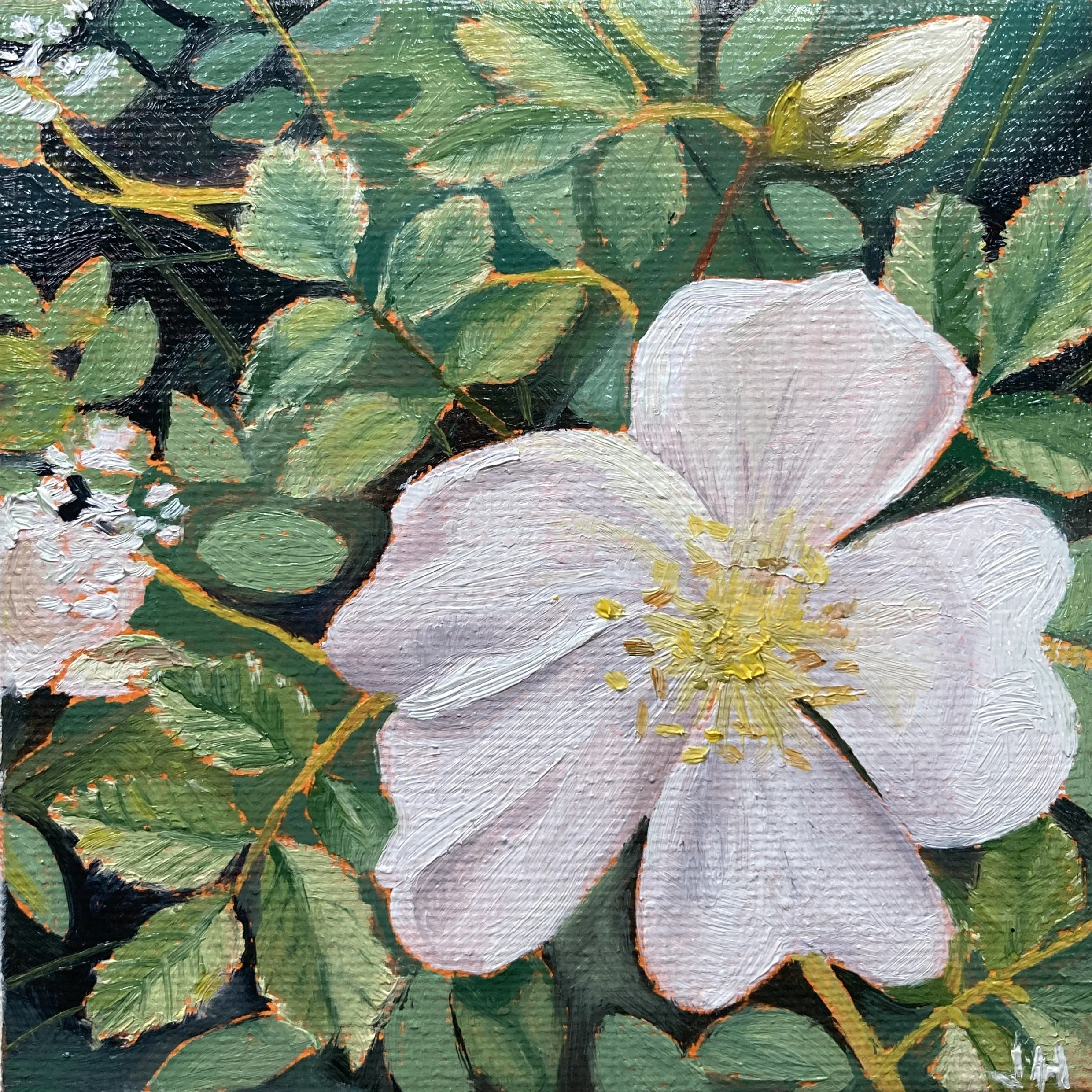 White Rose mini canvas 4" x 4"