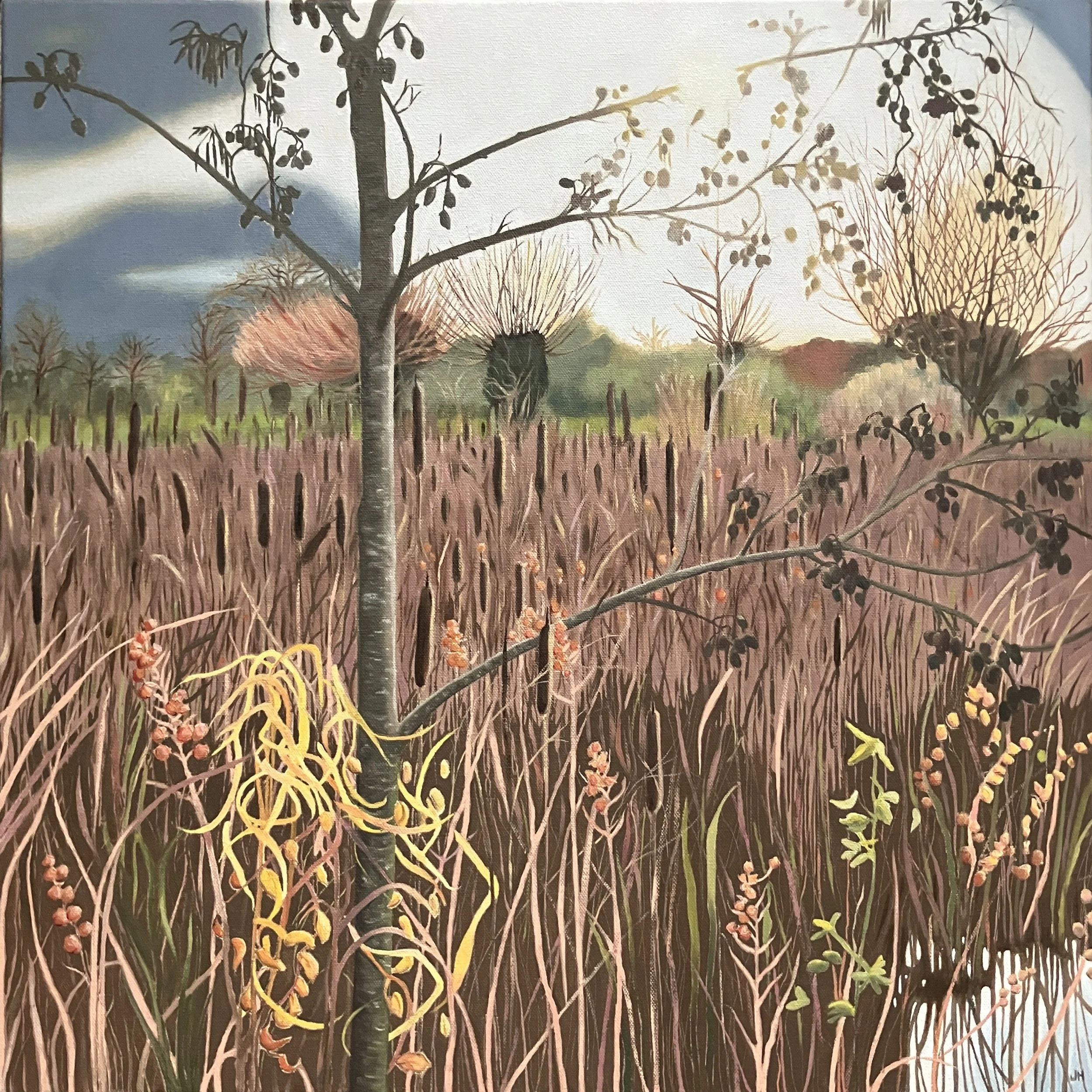 Slimbridge Alder  Oil on deep canvas 60cm x 60cm in white float frame  £700