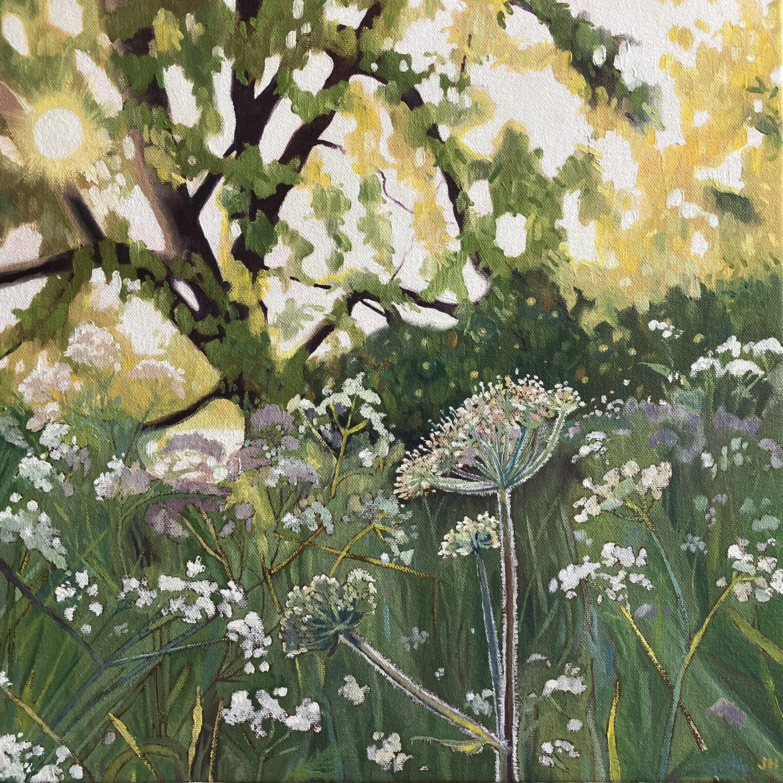 Cow Parsley   oil on deep canvas  40 x 40 cms