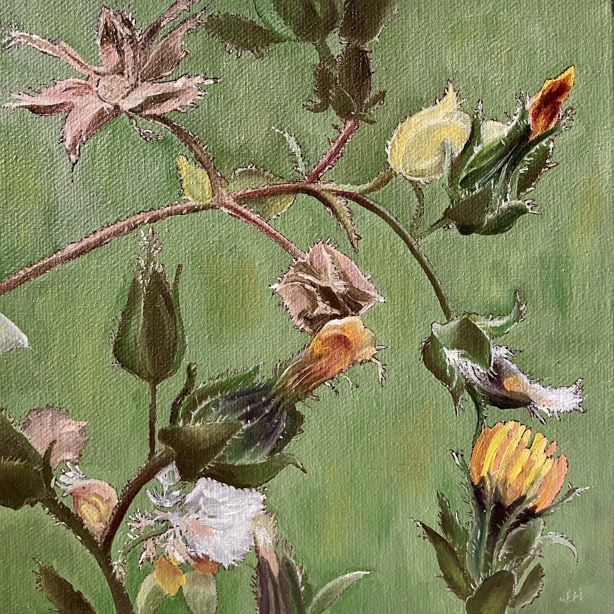 Oxtongue   oil on deep panel  8" x 8"