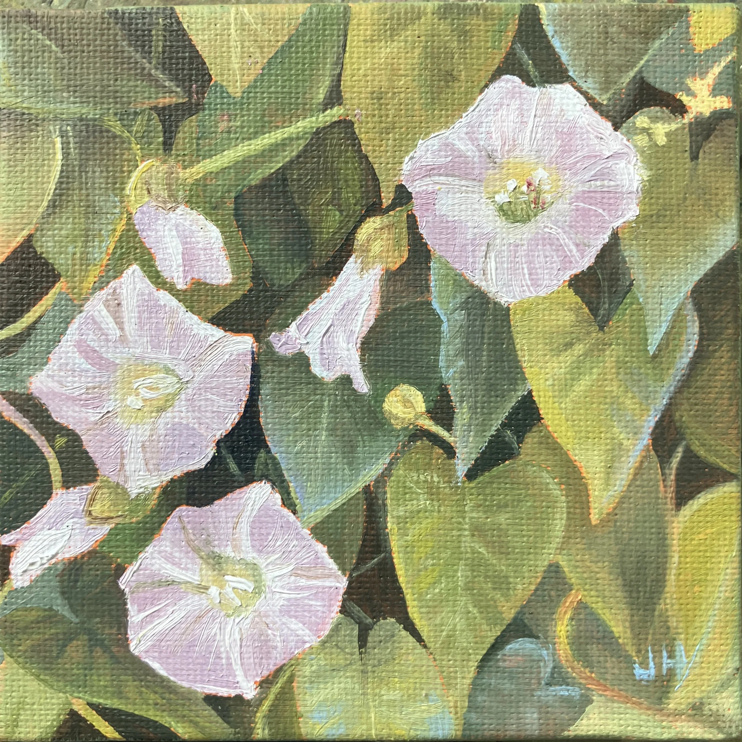 Bindweed  oil on mini canvas 4" x 4" 