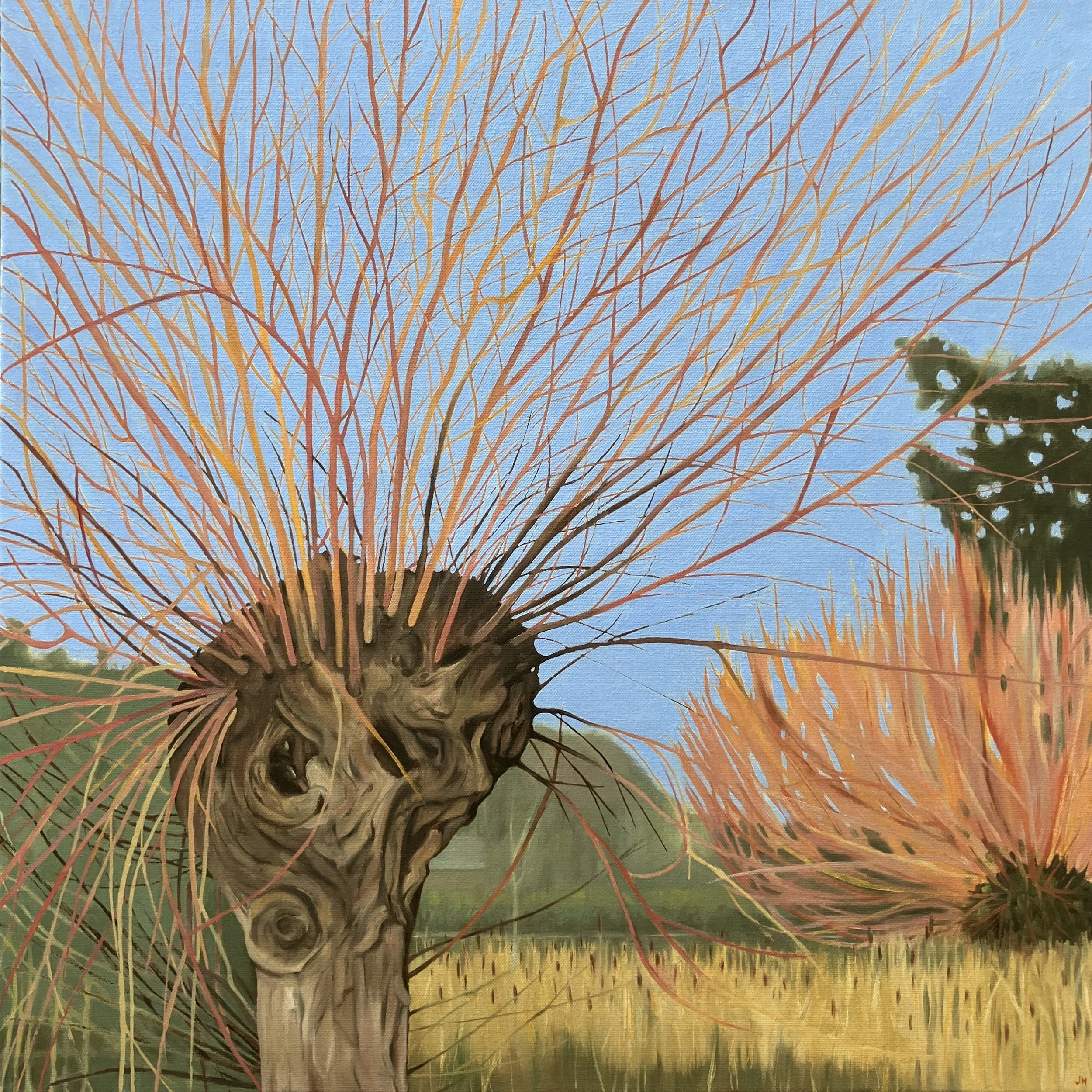 Pollarded Willow, Slimbridge  oil on deep canvas 60cm x 60cm in white float frame  £675