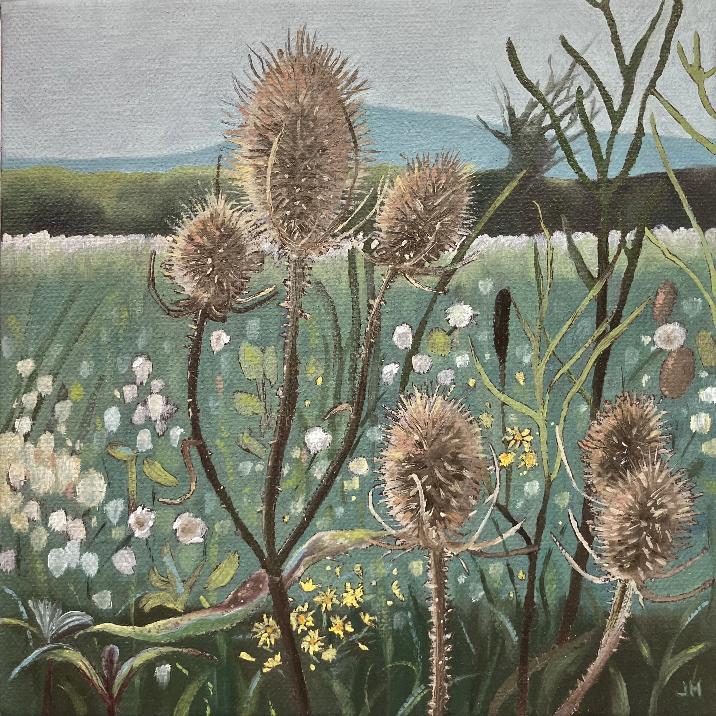 Cotswold Teasels   oil on deep canvas  8" x 8"