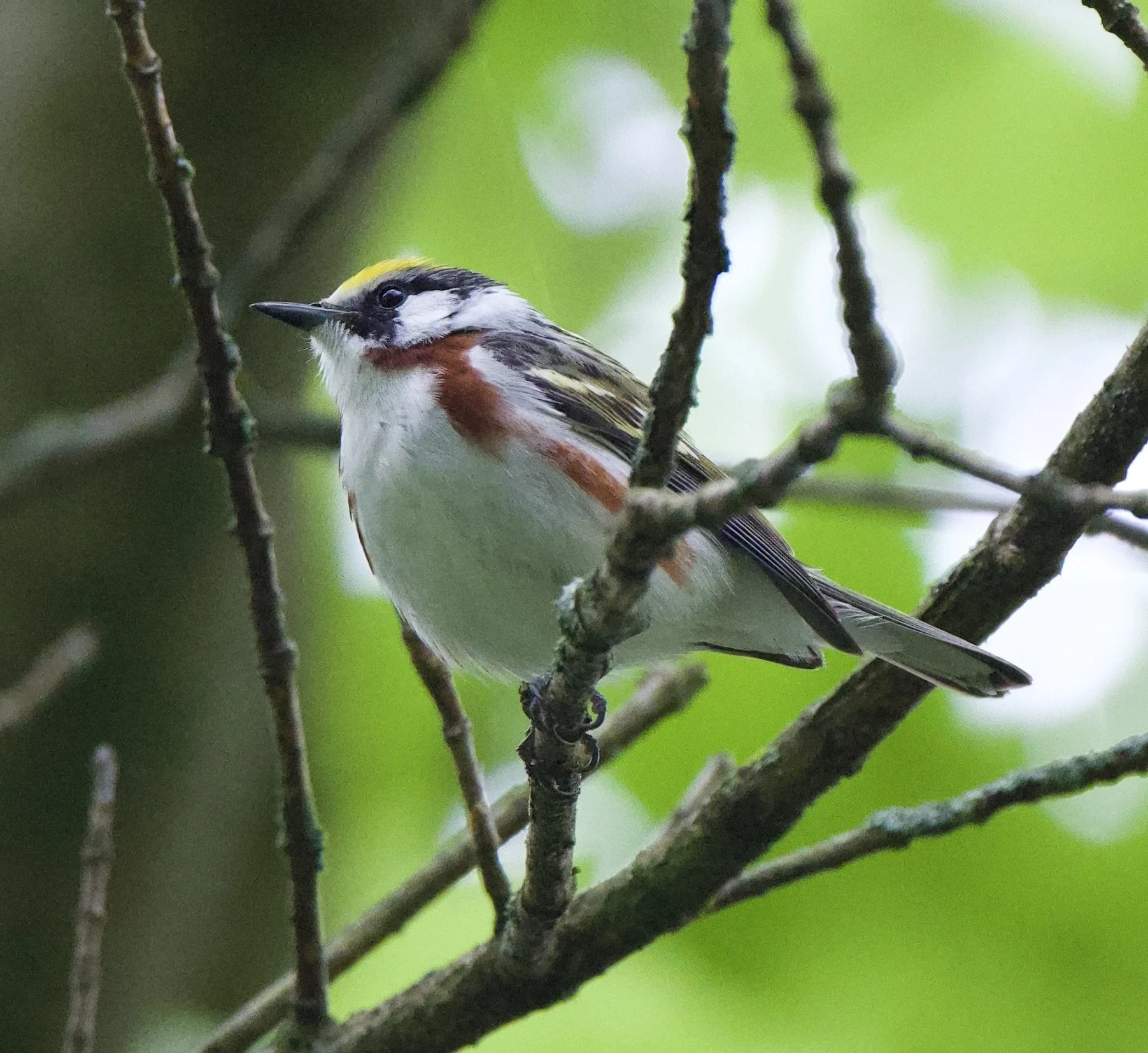 Tuscaloosa Birding: Bowers Park and University of Alabama Arboretum Area (Free!)