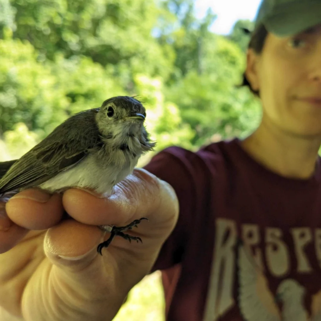MAPS Bird Banding Program at Ruffner Mountain 