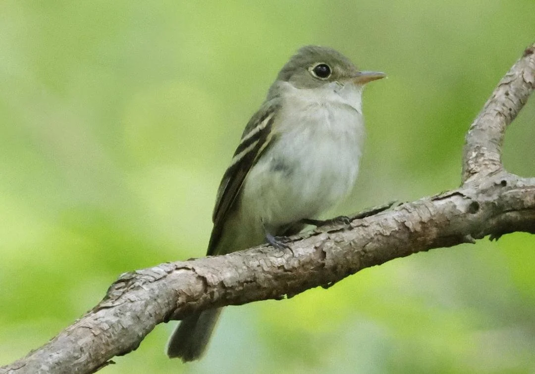 Birding at Historic Ft. Toulouse-Ft. Jackson, Elmore County (Free!)
