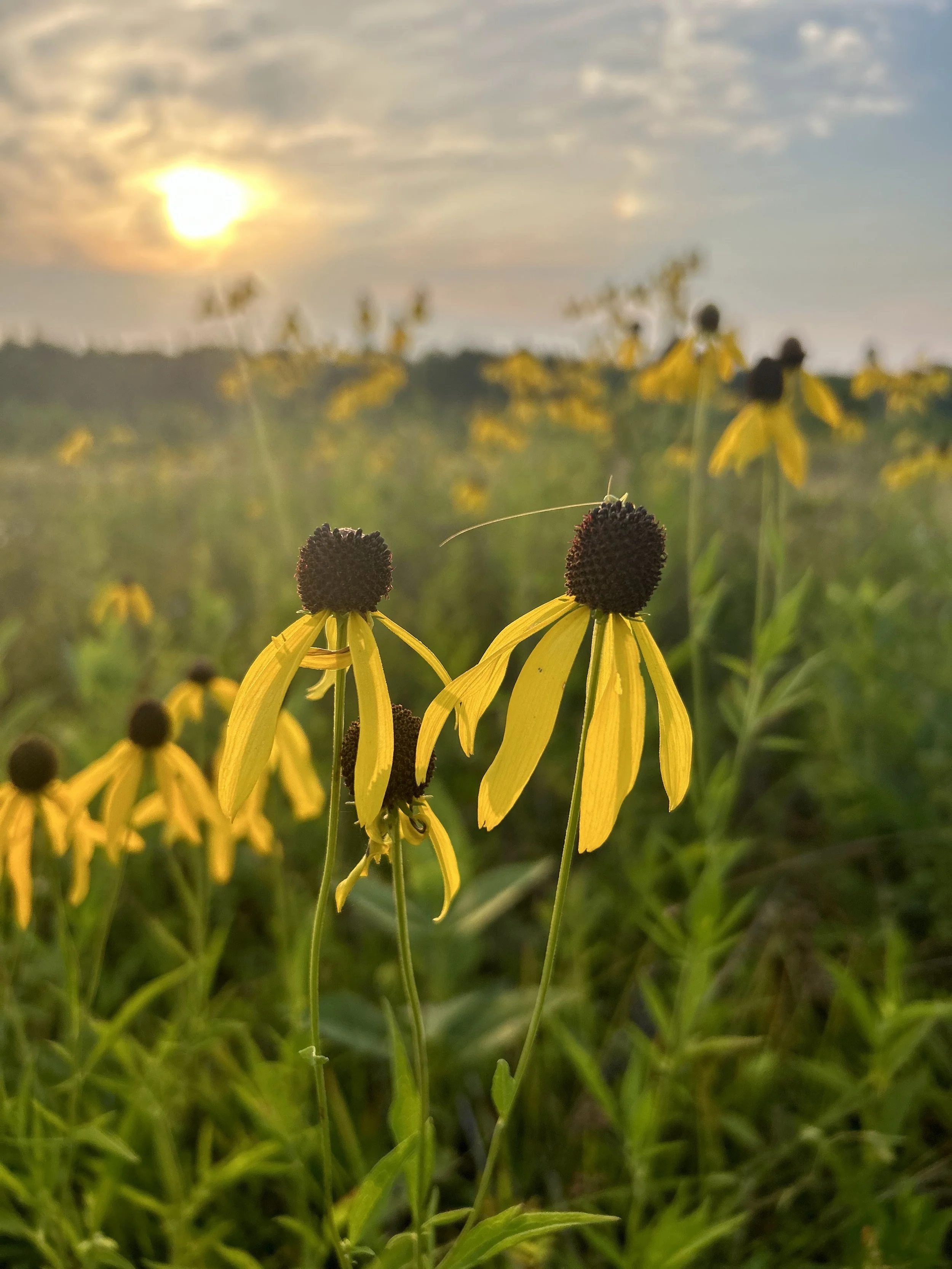 Field Trip / Special Access to Wild Horse Prairie / Geiger, AL ($)