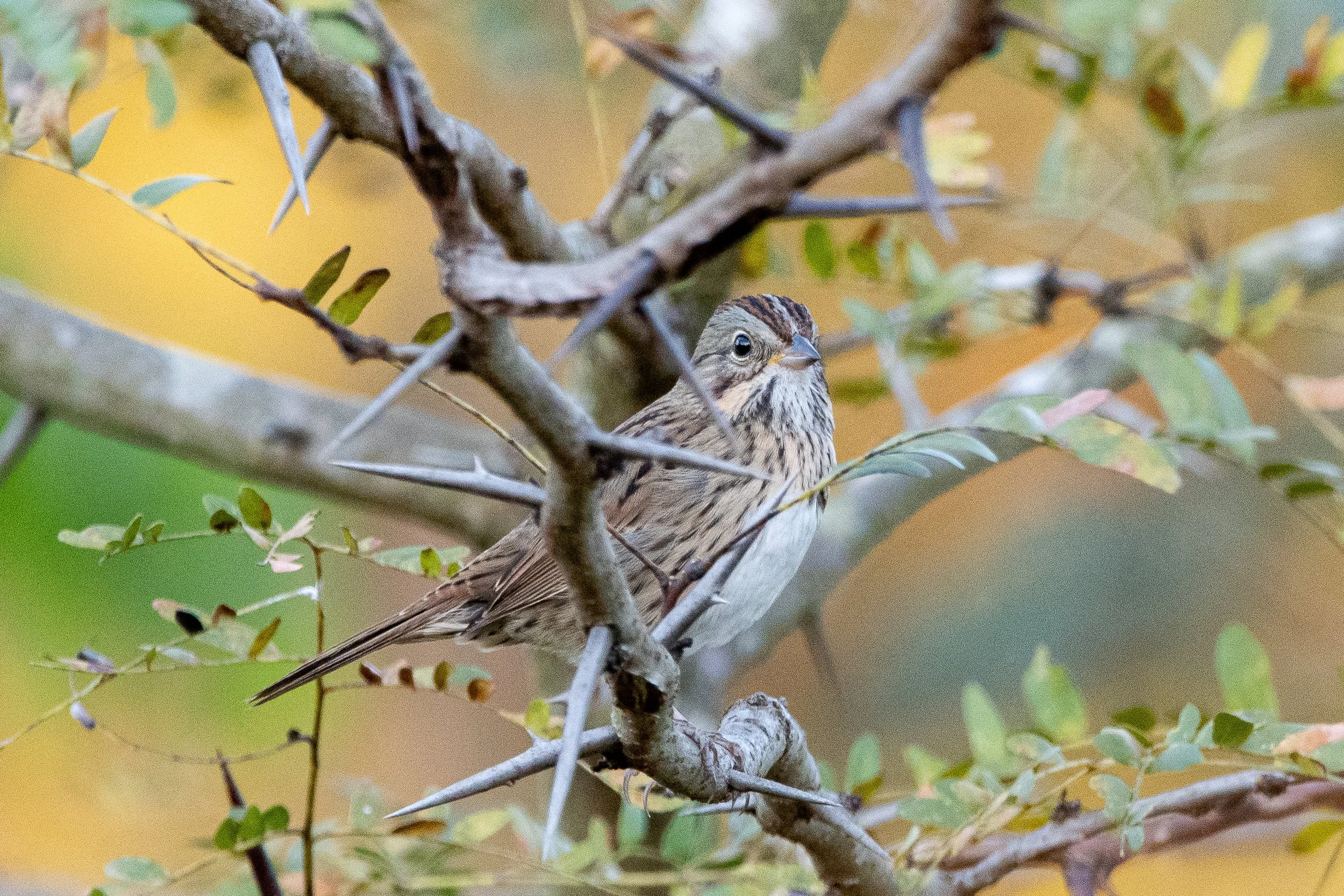 Great Fall Bird Count / Shoal Creek Park / Montevallo, AL ($)