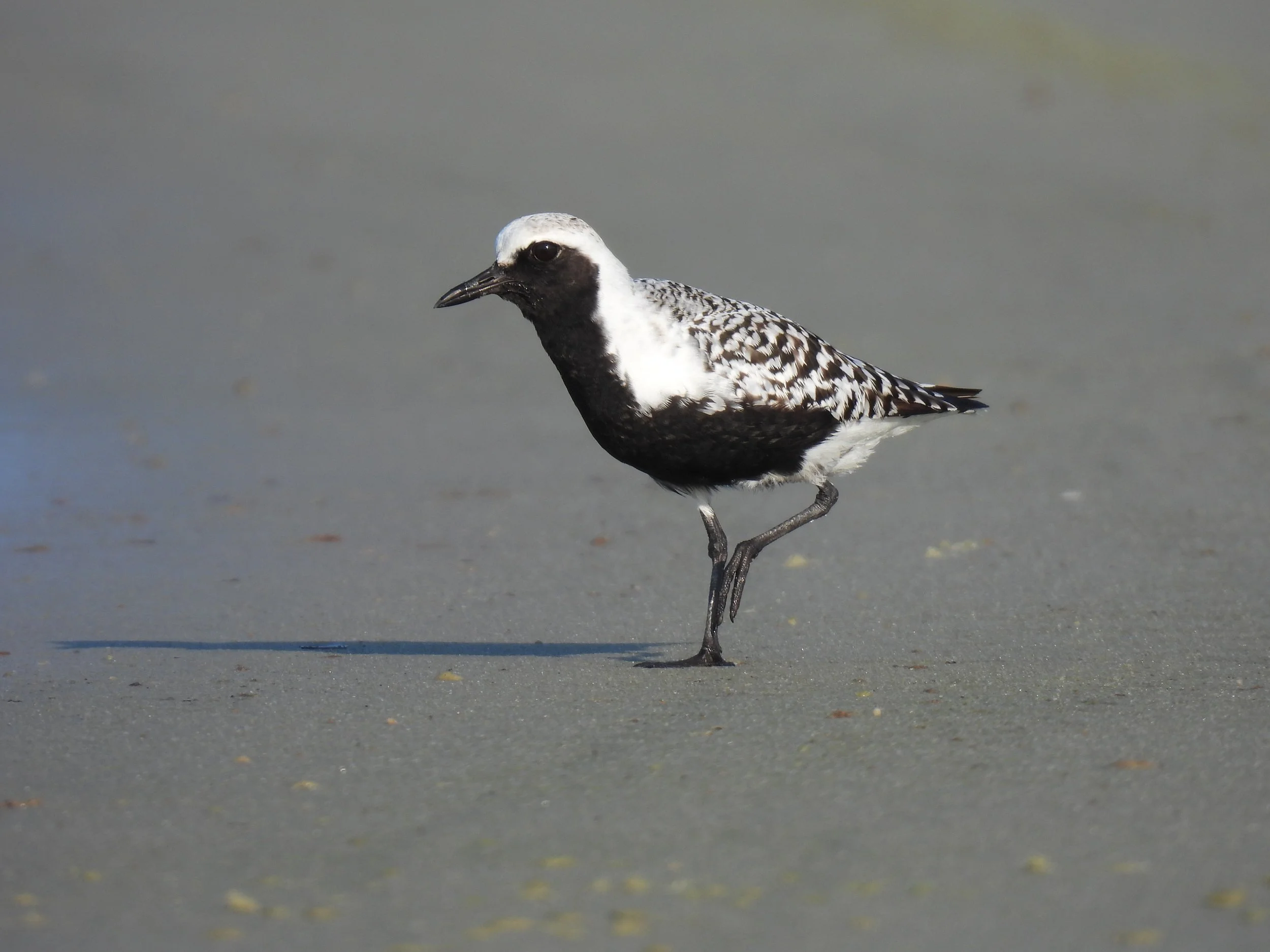 [Coastal] Shorebirds! Birding Dauphin Island Middle Beach &amp; North Causeway Mudflat (Free)