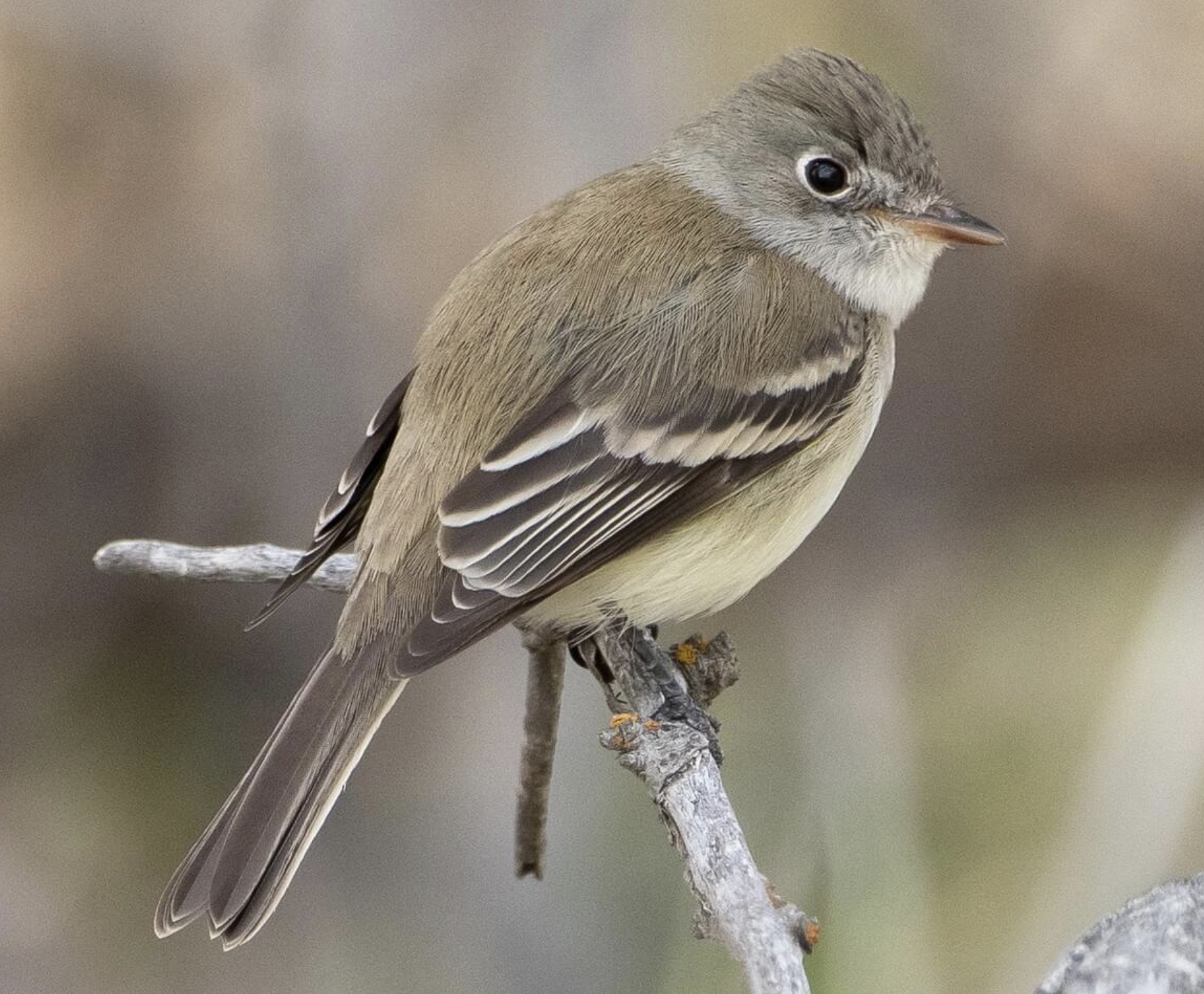 [Coastal] Audubon Bird Sanctuary + Fall Banding Station / Dauphin Island (Free!)