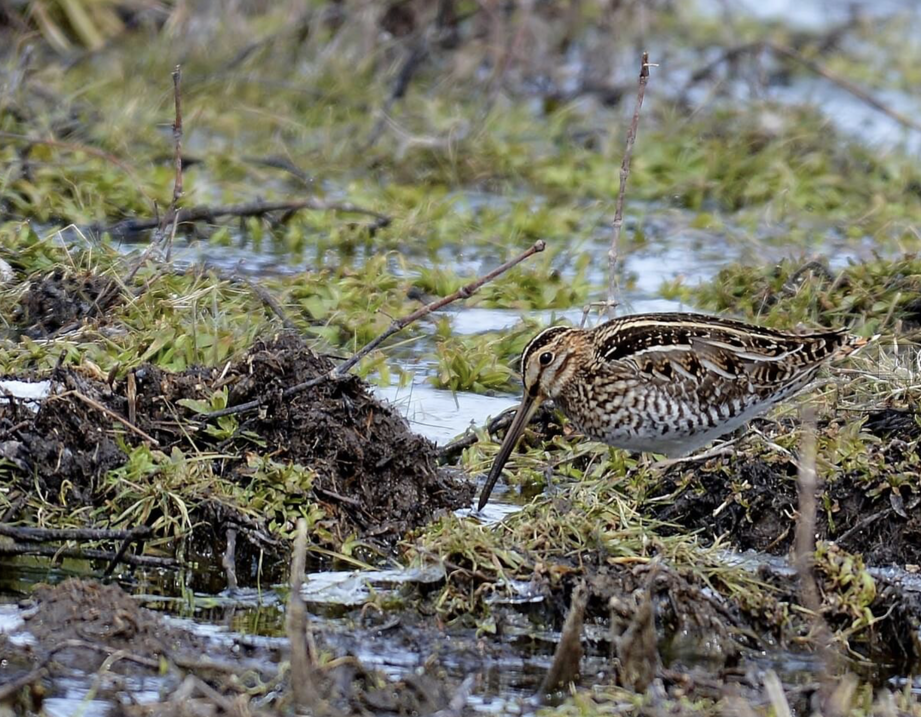 [COASTAL] Meaher State Park (Free!)