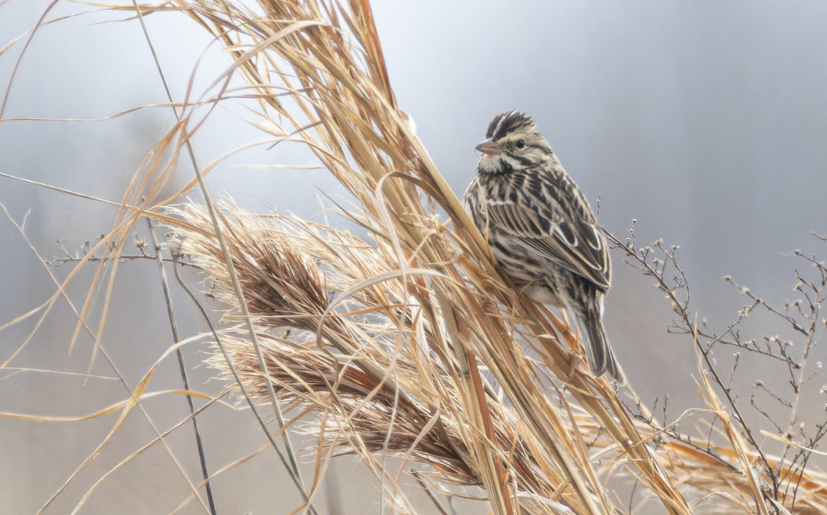 Winter Birding in the Black Belt ($)
