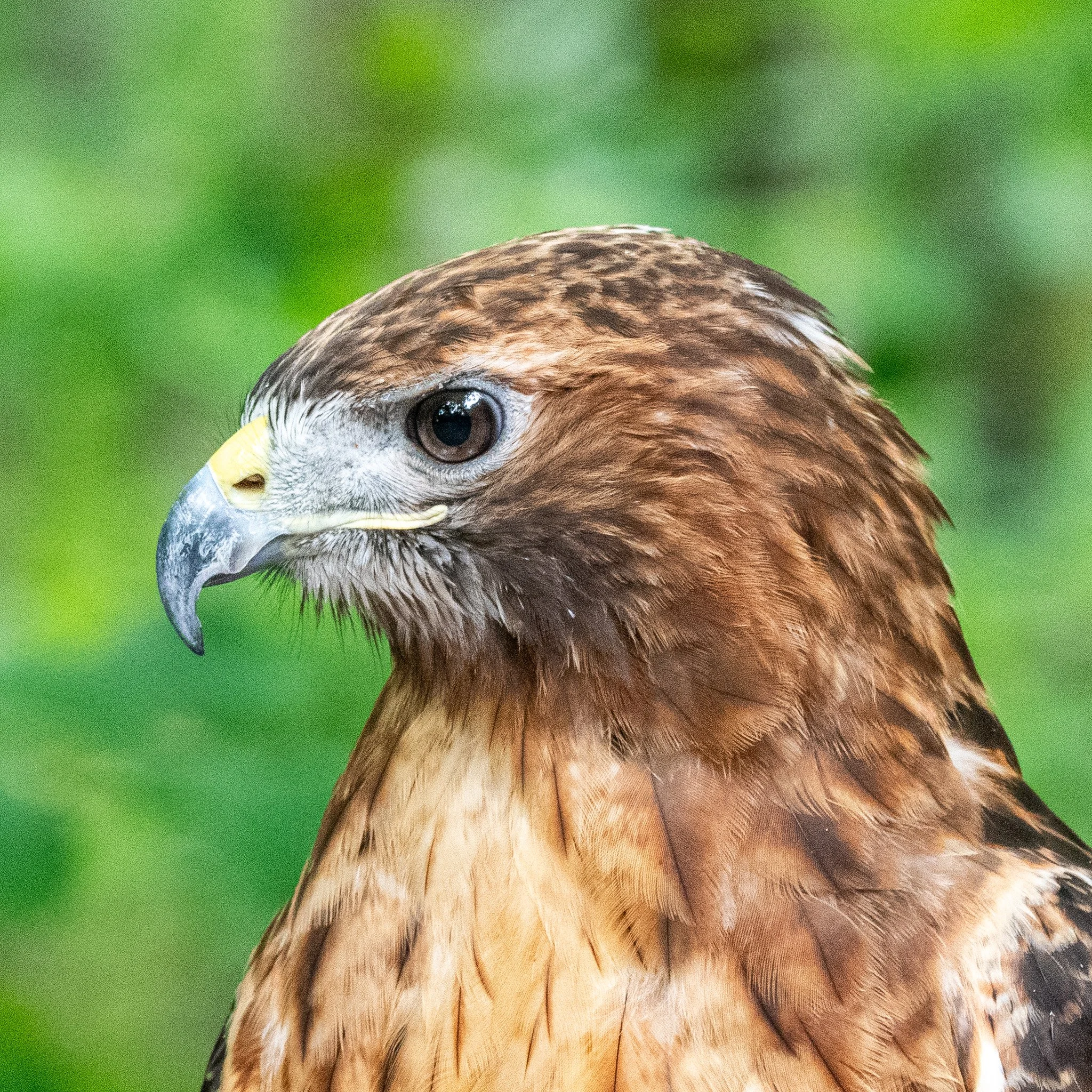 Nature at Noon / Red Mountain Park (Free!)