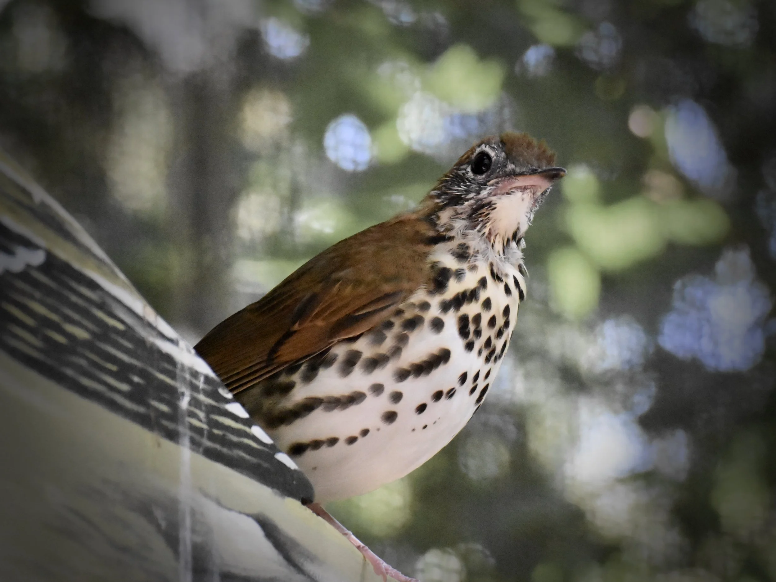 Field Trip: Tannehill State Historical Park (Free!)