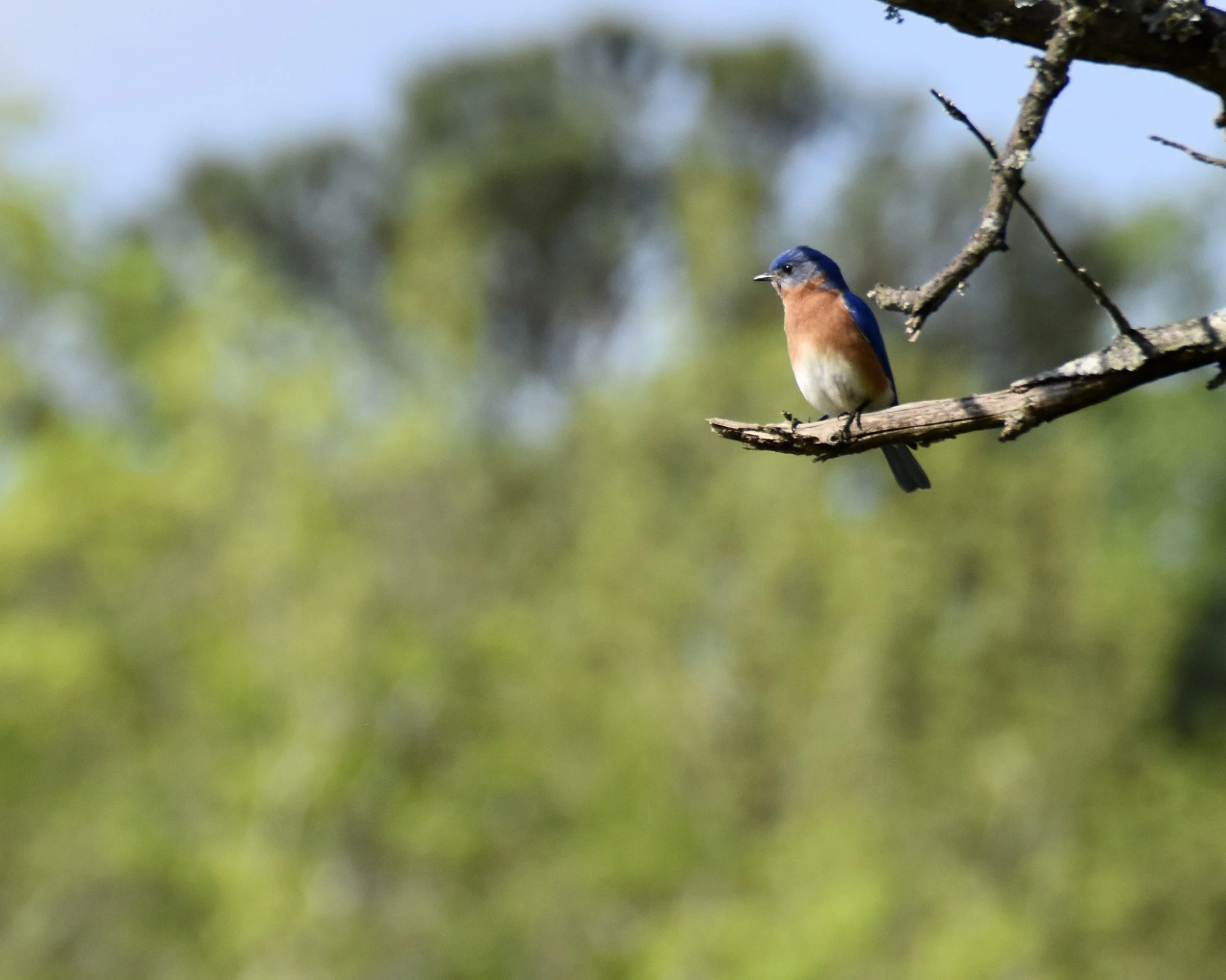 Black Creek Park Walking Trip (Free!)