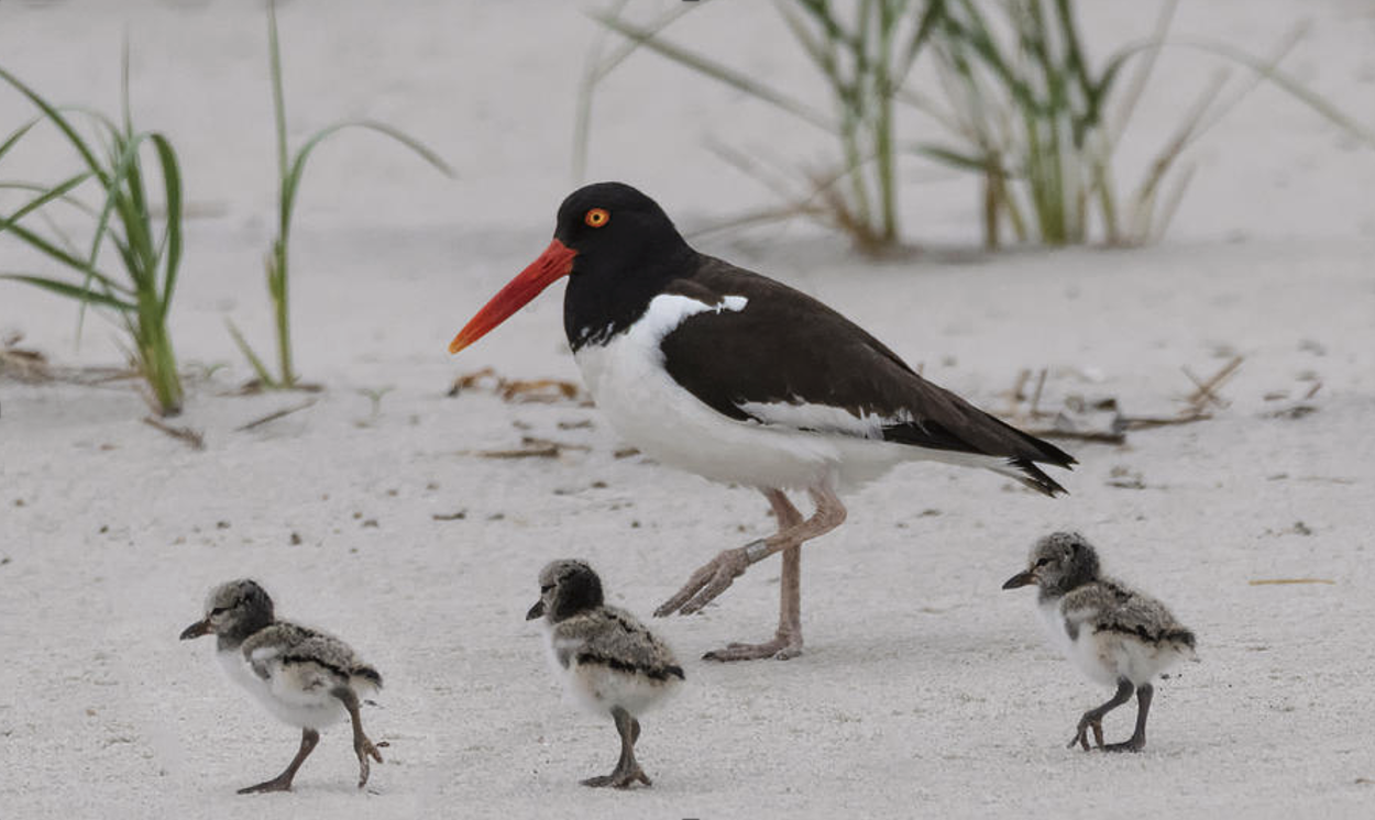 2026 Winter Showcase Series: Wings over the Gulf: A Look into Coastal Alabama's Unique Birdlife