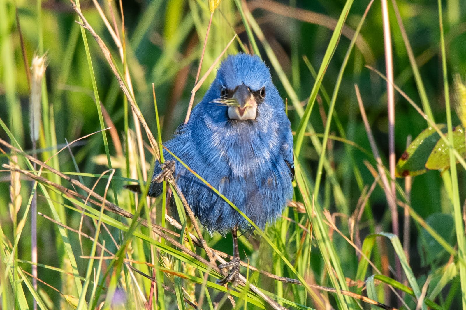 Great Spring Bird Count // Shoal Creek Park (Montevallo, AL) ($)
