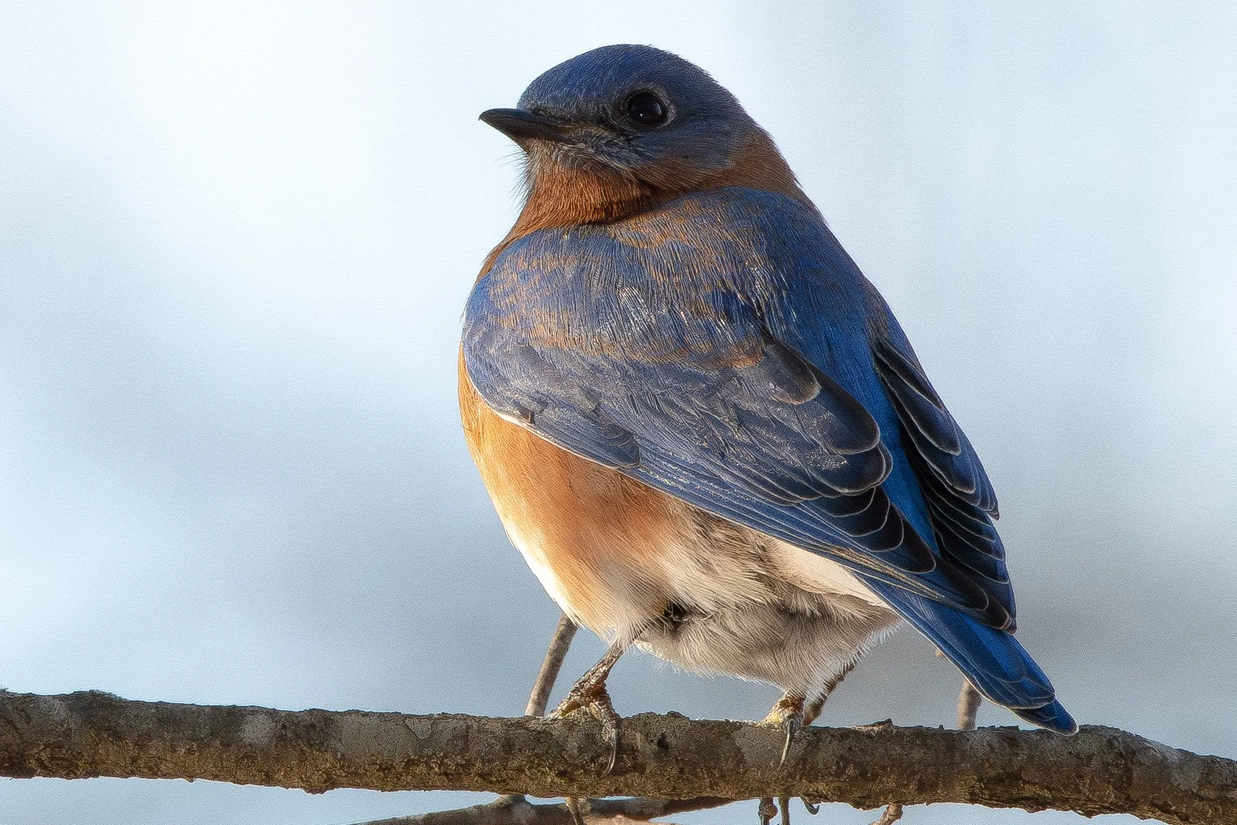 Spring Bird Count 62nd Year! 