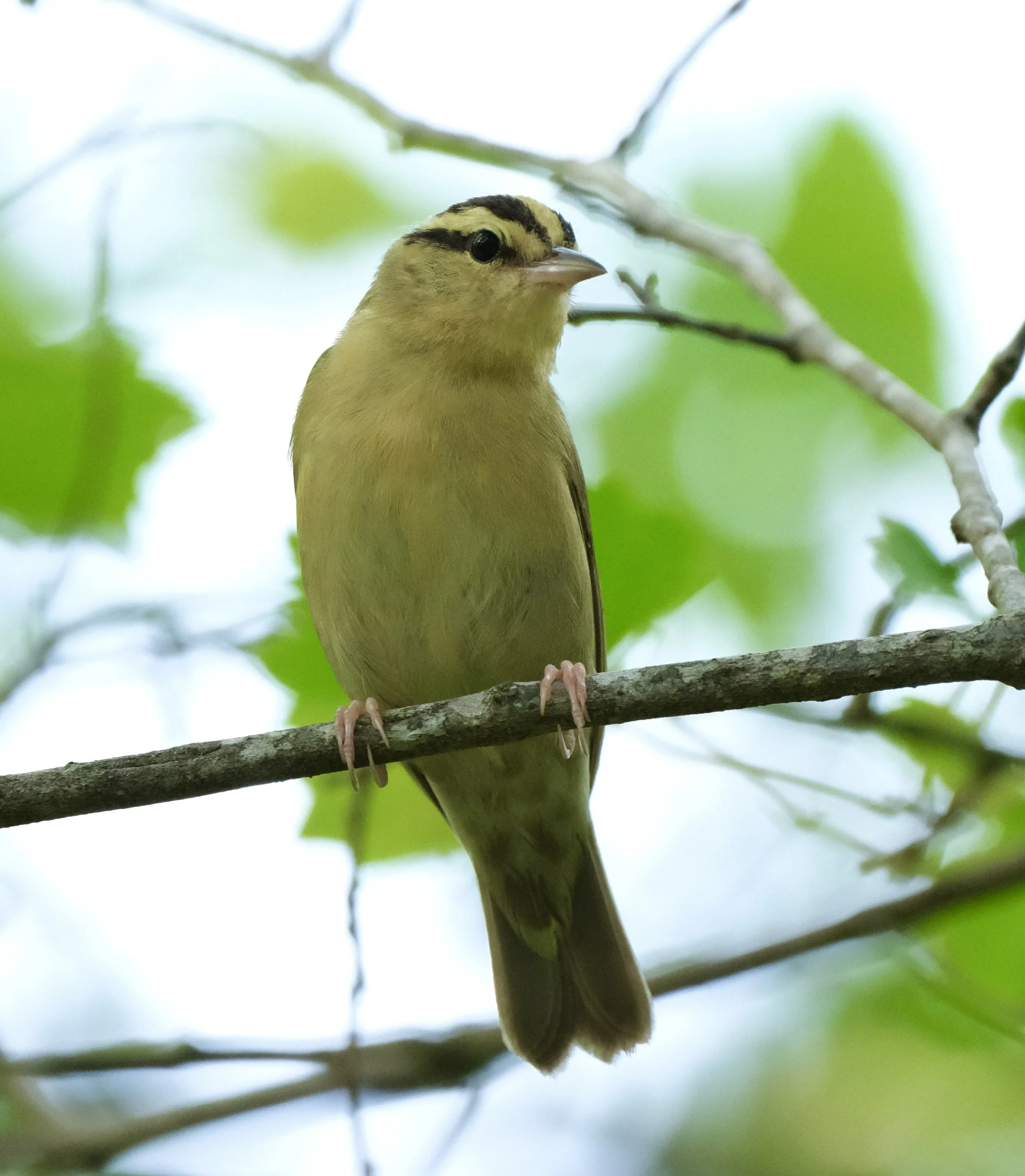Cahaba River Park (Free!)