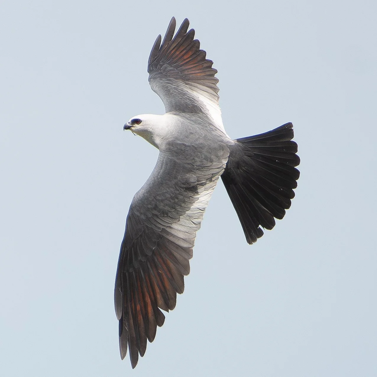 Field Trip: Birding by River / Autaugaville, Lowndesboro 