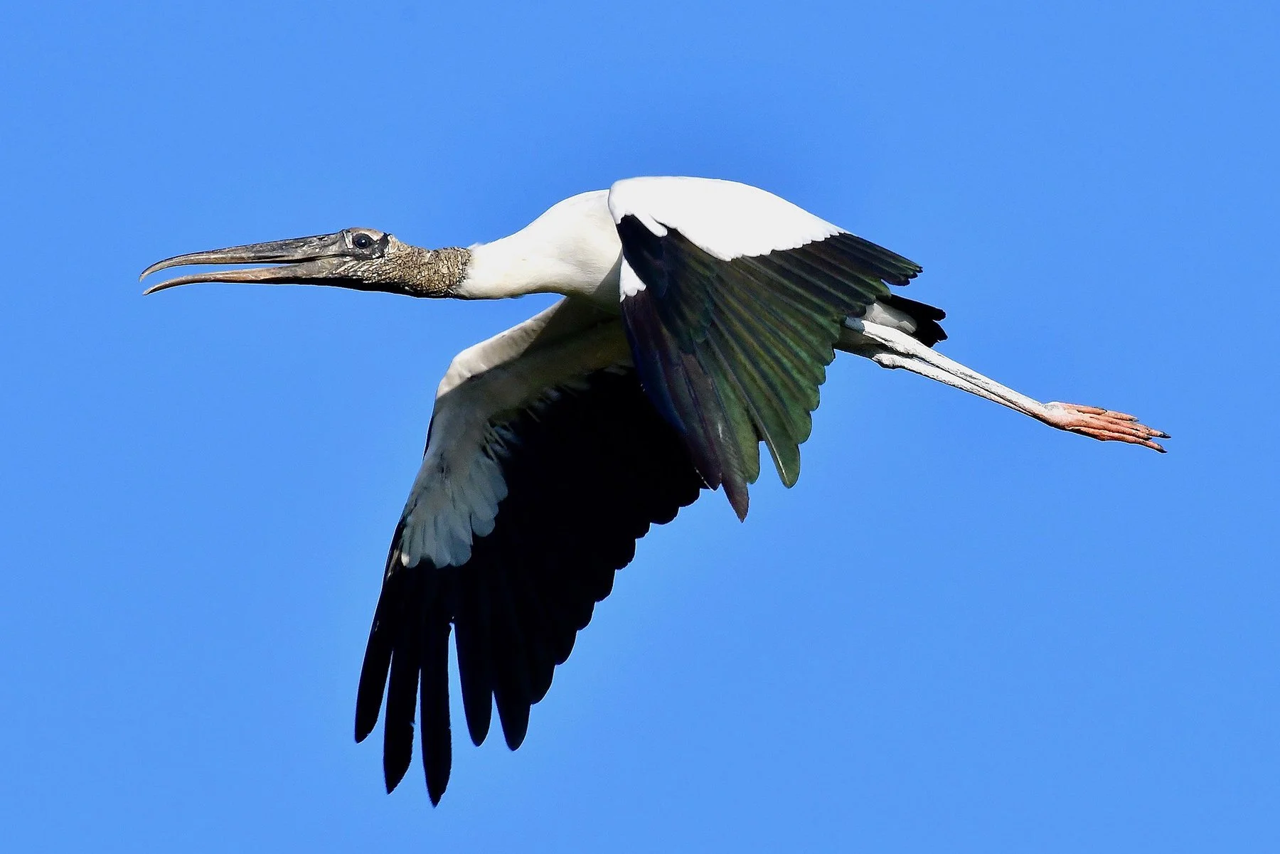 Field Trip: Birding by River / Tombigbee River, Gainesville (Free!)