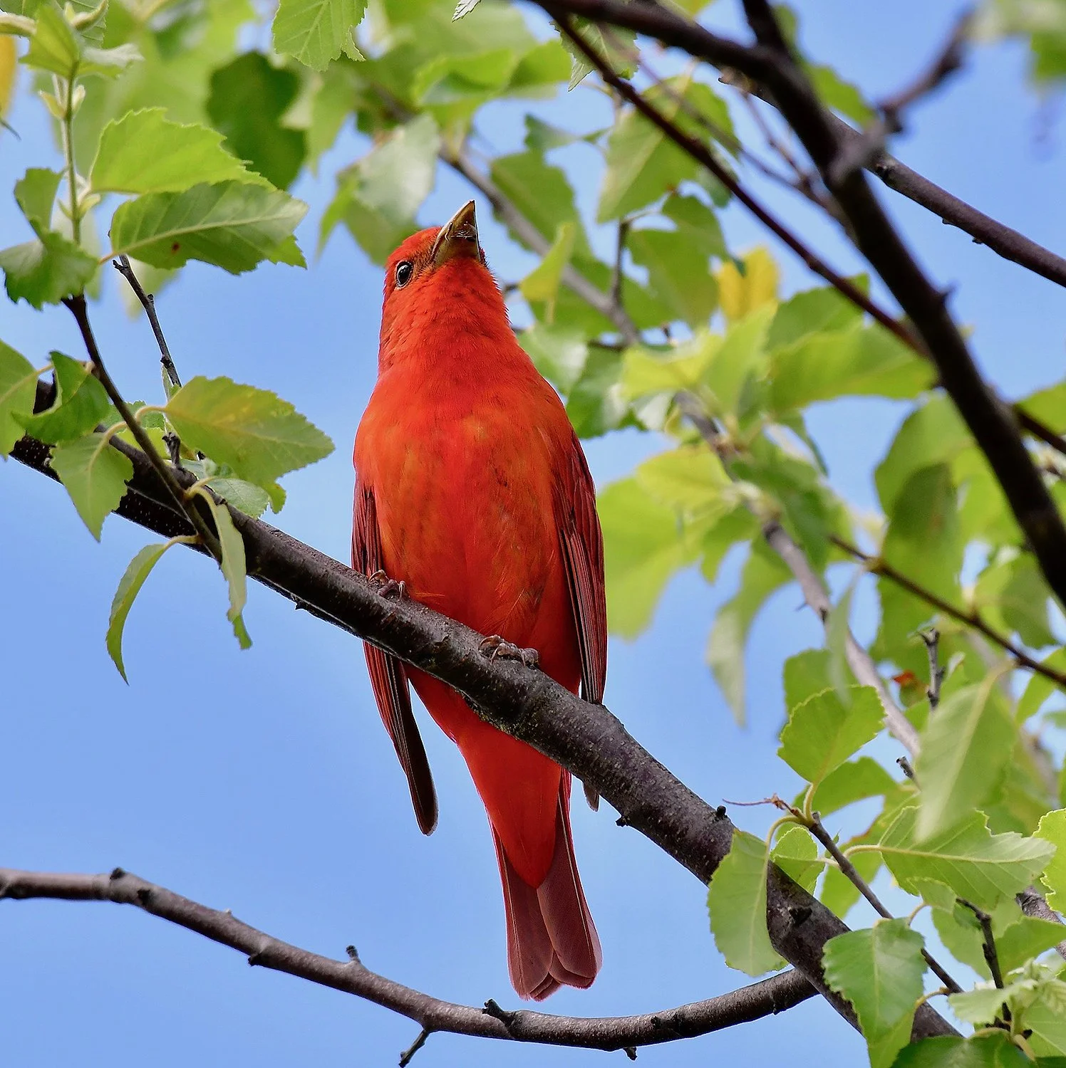 Birding at Bull's Gap / Talladega NF (Free!)