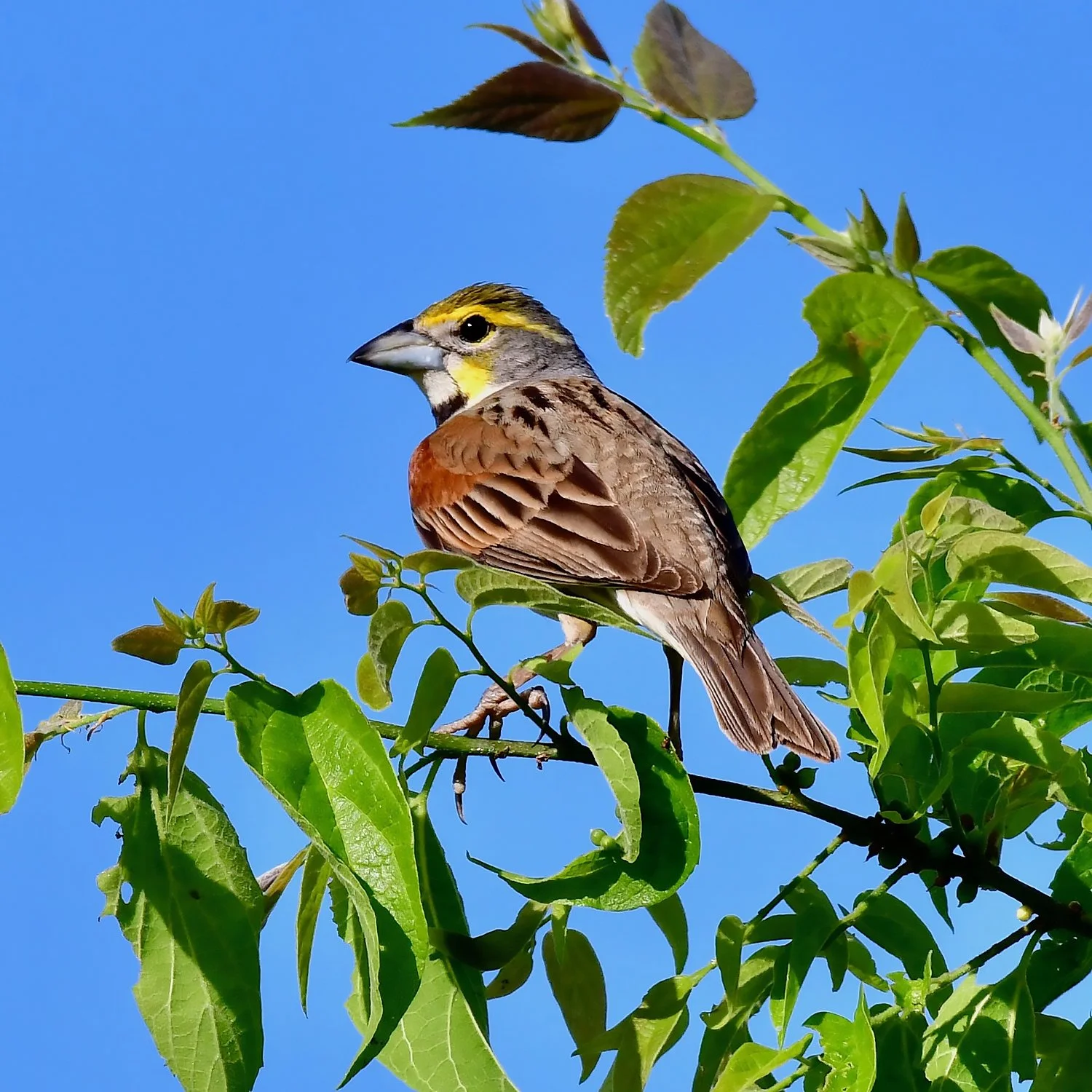 Field Trip: State Cattle Ranch/Greensboro Birding (Free)