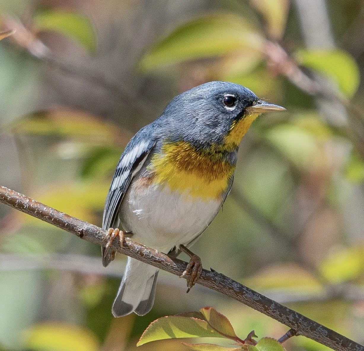 Nature at Noon / Ruffner Mountain (Free!)