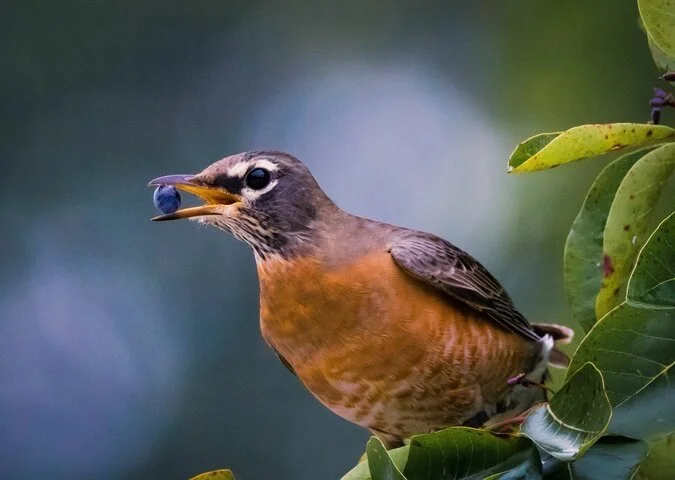 Birds &amp; Blueberries Pop- Up: Smith Farm 