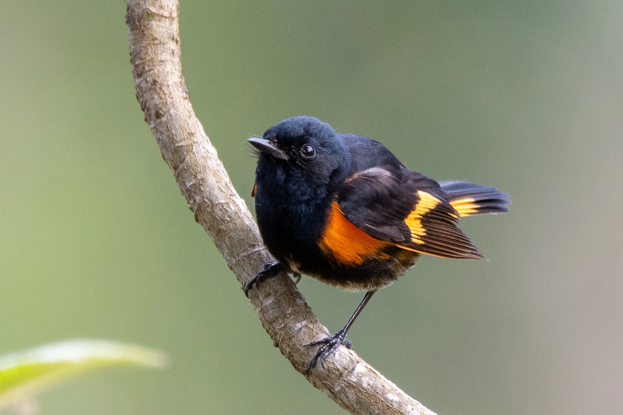 Spring Migration at Chapman Mountain (Free!)