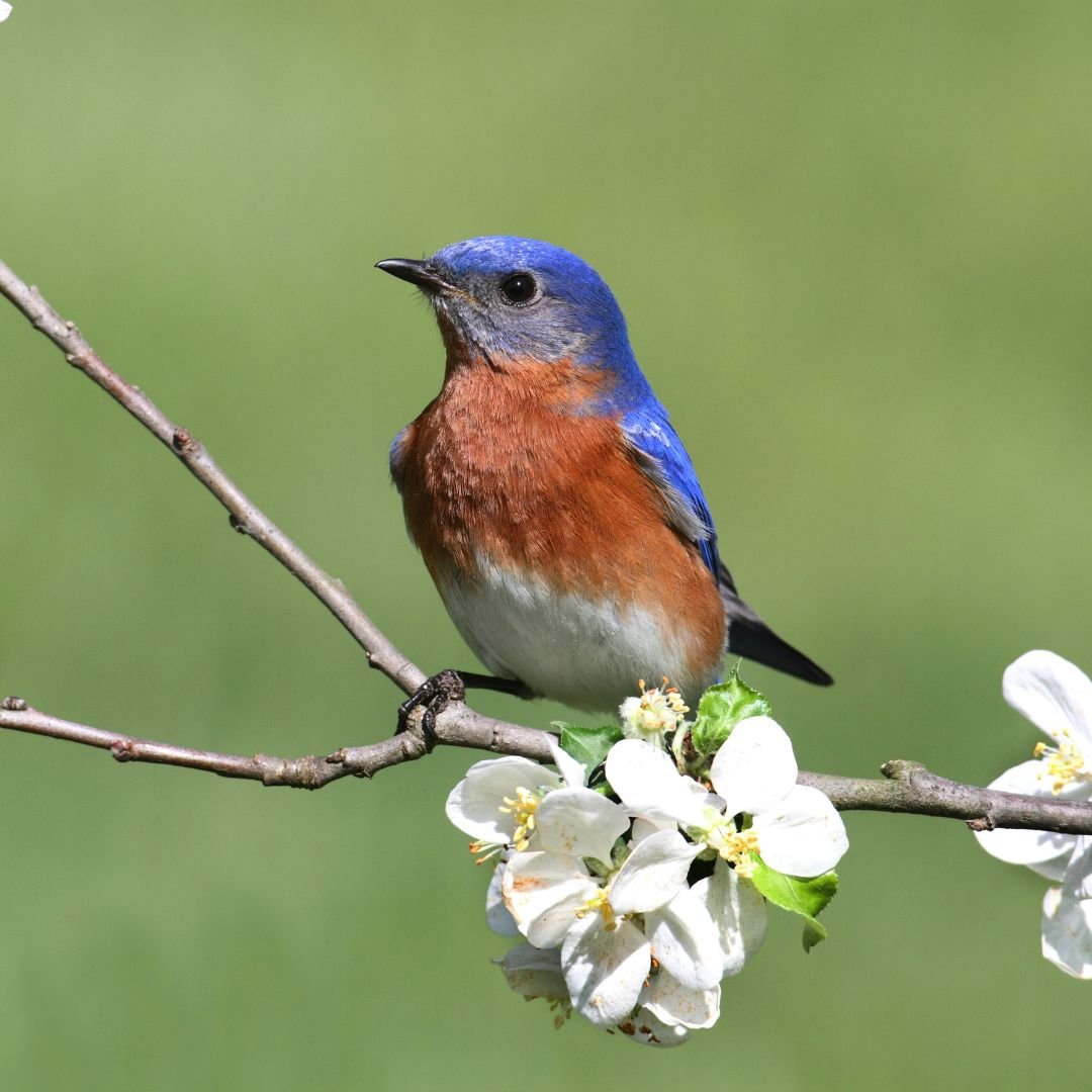 Hidden in Plain Sight: An Introduction to Birding (Free!) 