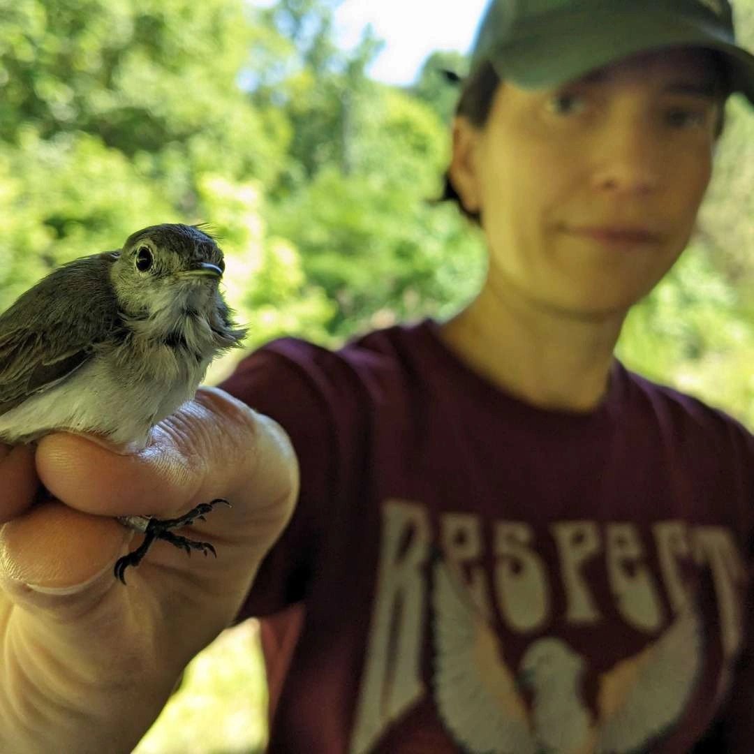 In Partnership: BioBlitz Bird Banding & Bird-Watching Walk