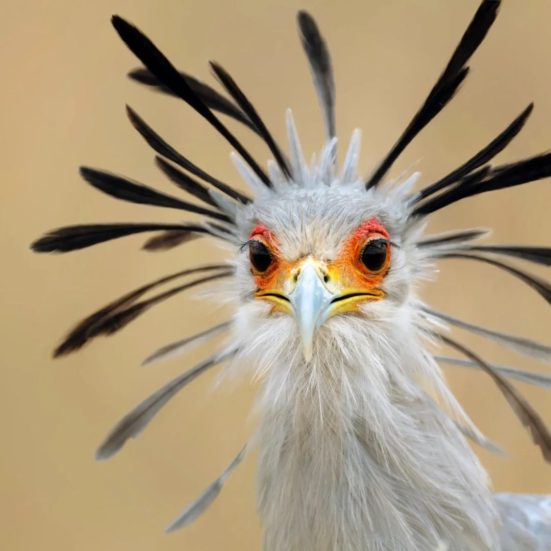 Birding for Beginners in Montgomery Ages 12-14 (Free!)