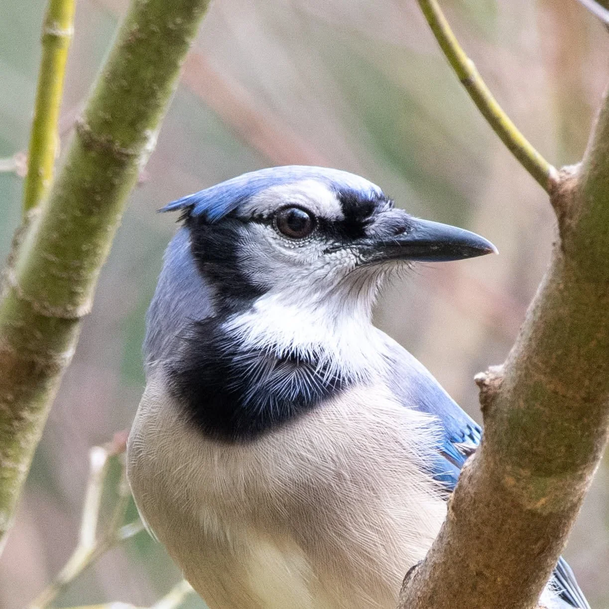 Online Courses: Introduction to eBird and Merlin ($)