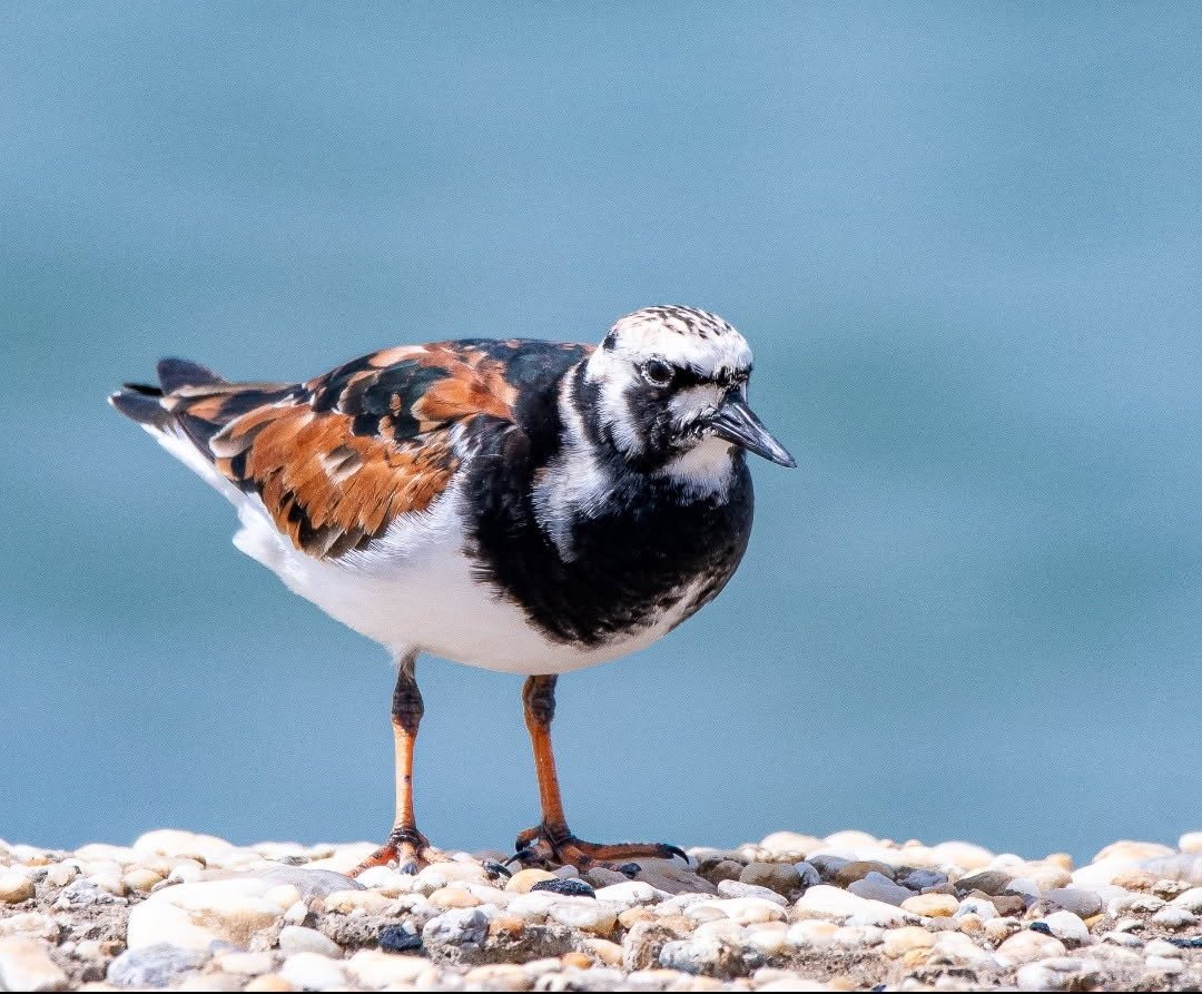 Online Courses: Introduction to Alabama's Shorebirds ($)