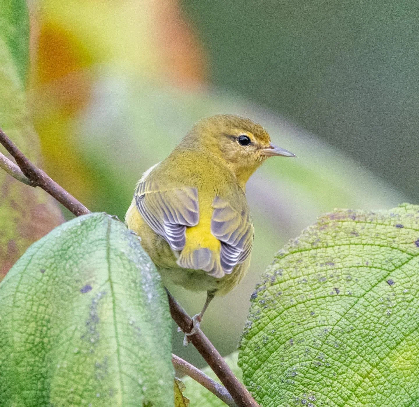 Online Courses: Confusing Fall Warblers ($)