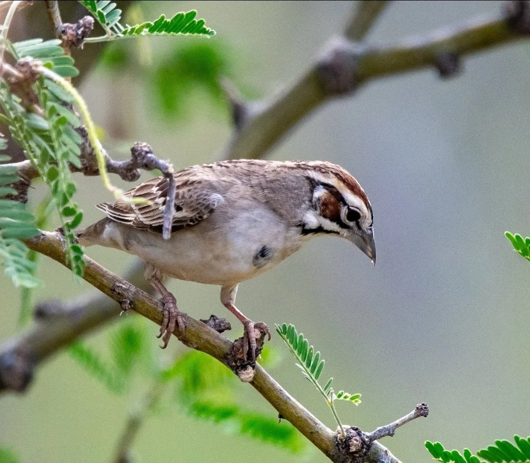 Field Trip - Grassland and Wading Birds / Lauderdale County, AL ($)