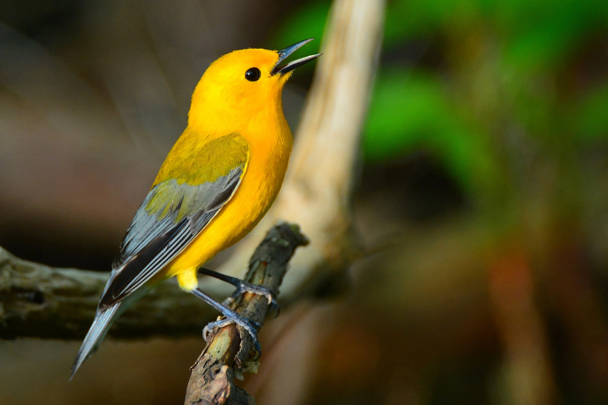 Birding at Ruffner Mountain: Eastern Trailhead (Free!)