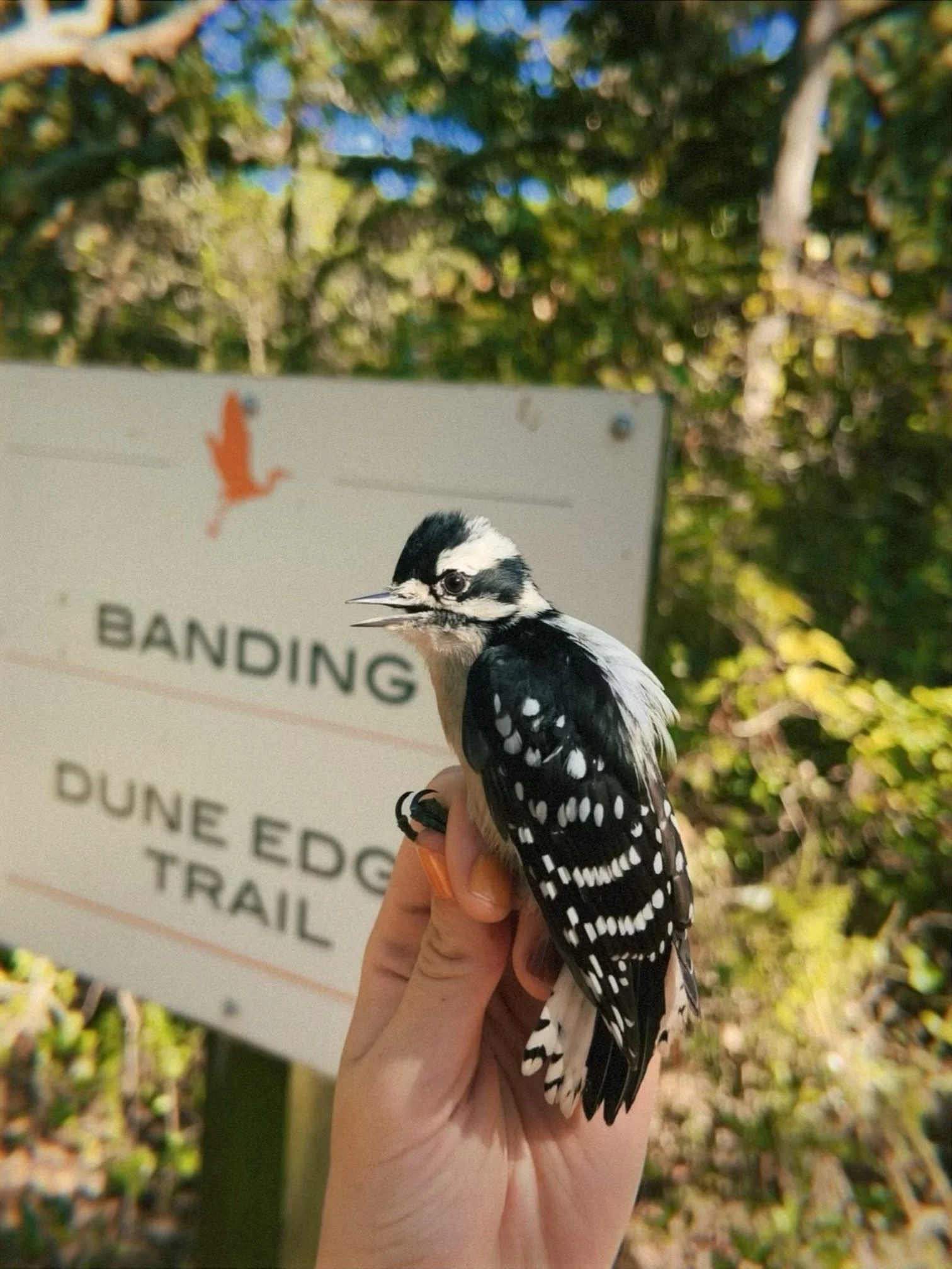 COASTAL BIRD BANDING AT DAUPHIN ISLAND (Free)