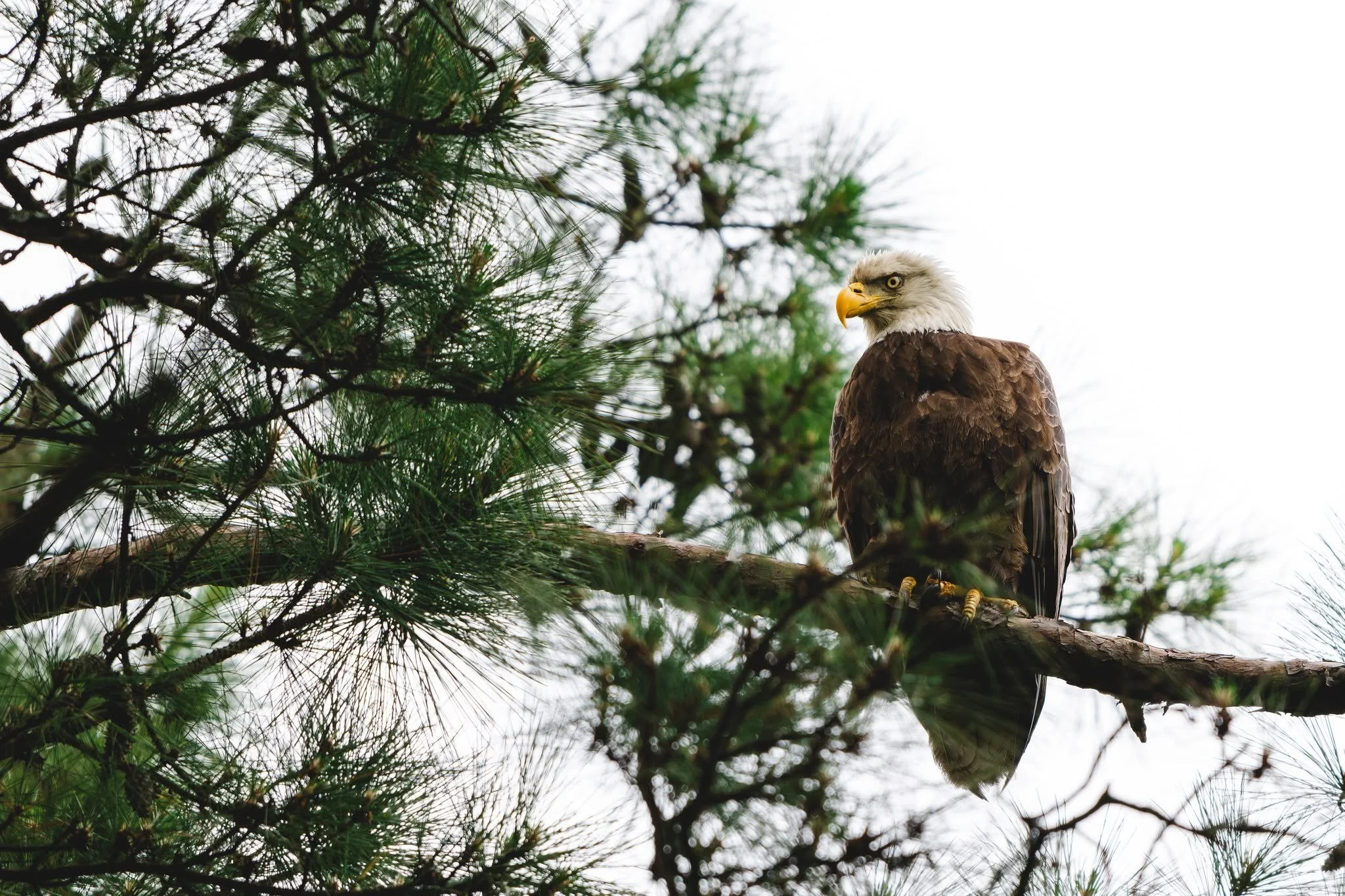 Walker County Public Lake Bird Walk (Free!) 
