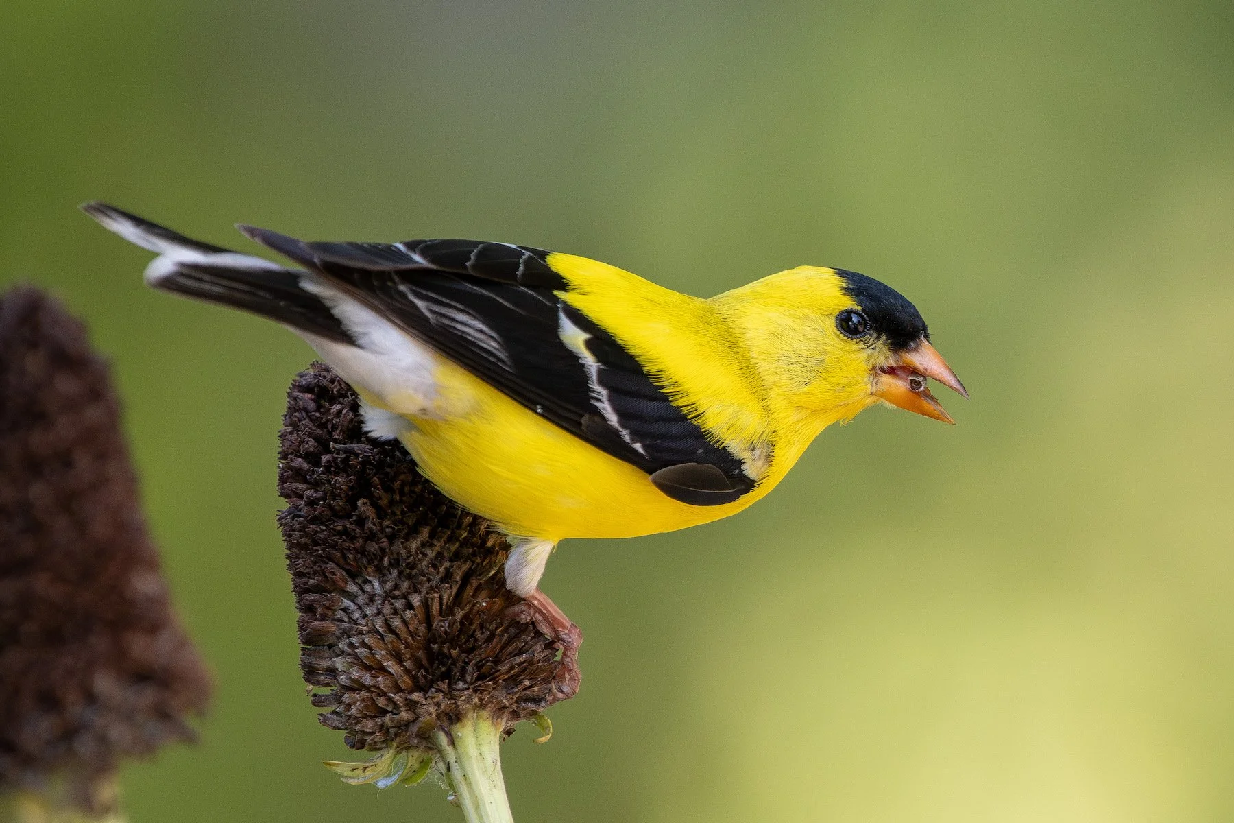 Russell Bailey Memorial Beginner Bird Walk (Free!)