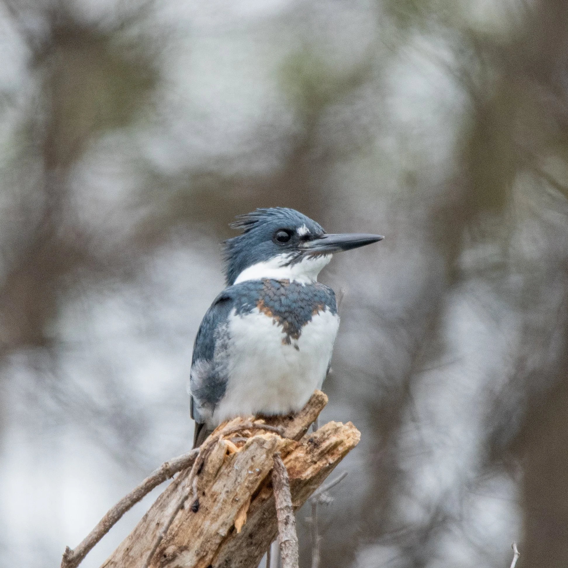 Fall Birding with Tamerra Jones &amp; Chris Joe / Marion Fish Hatchery &amp; Perry Lakes Park ($)