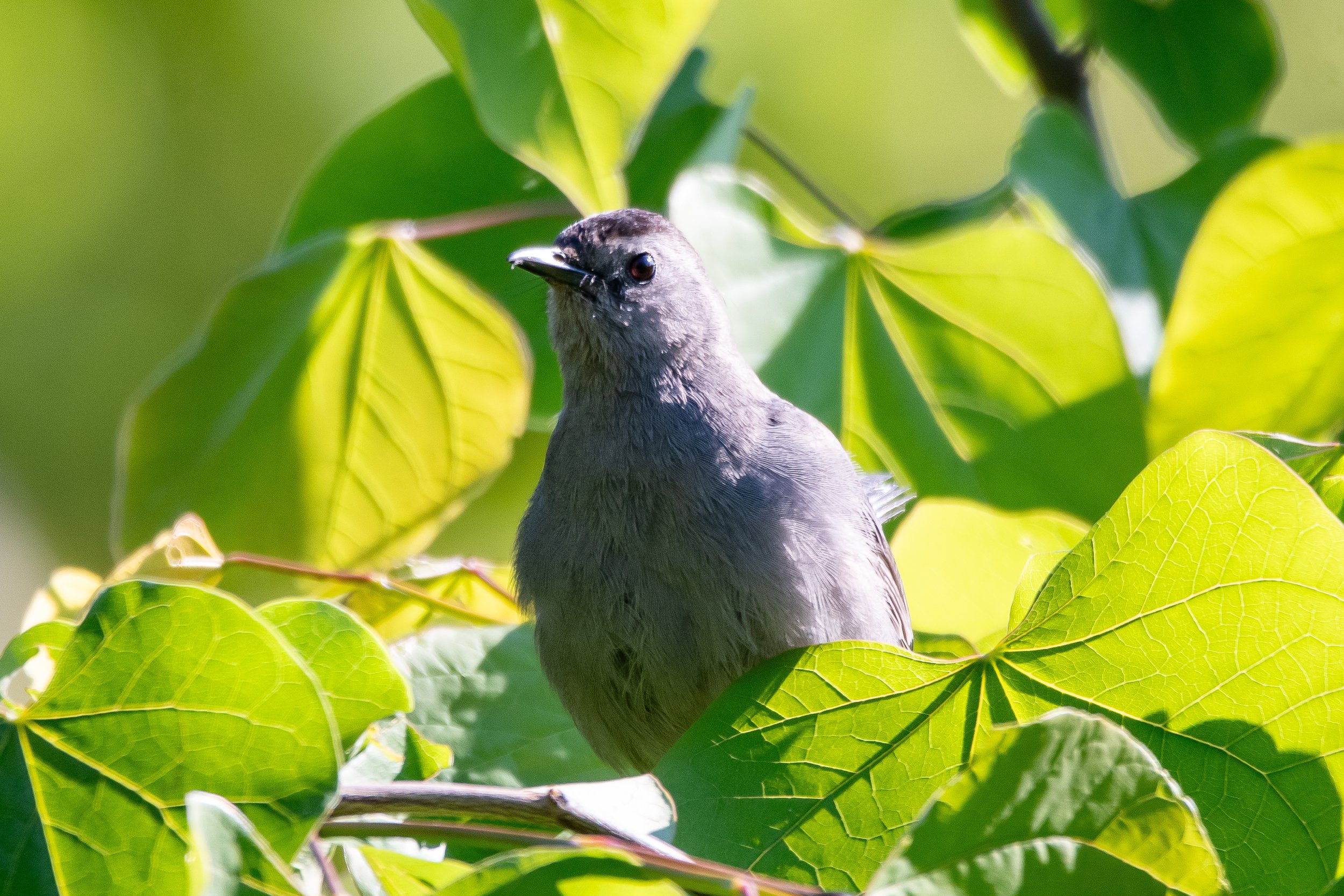 Great Fall Bird Count / Shoal Creek Park // Montevallo, AL ($)
