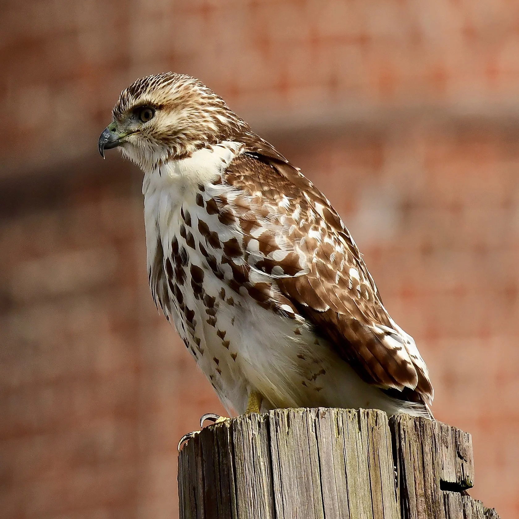 Alabama Audubon's Fall Bird Count (our 62nd!)